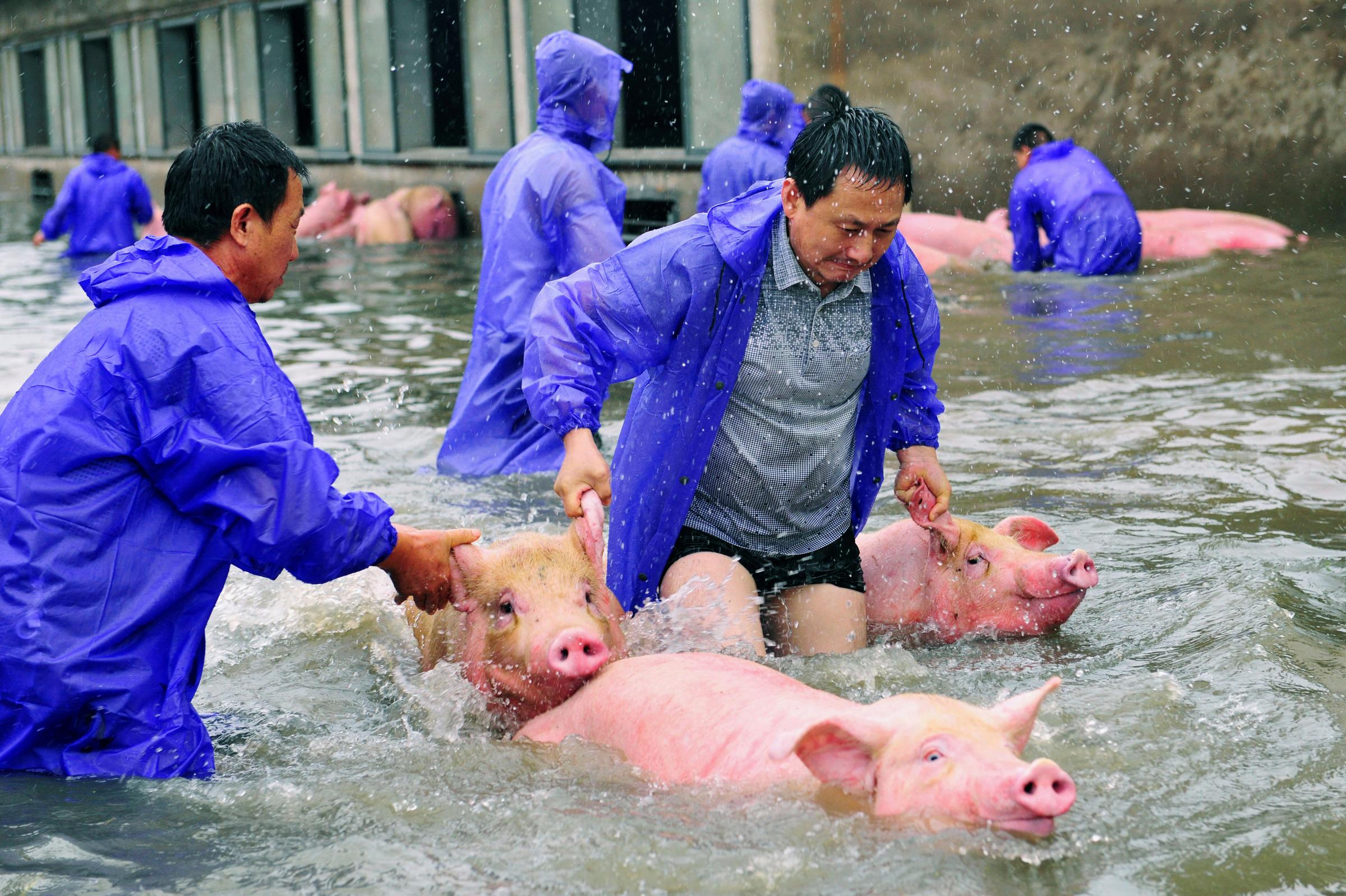 Employees save pigs from a flooded farm in Lu'an, Anhui Province, China, on July 5, 2016.