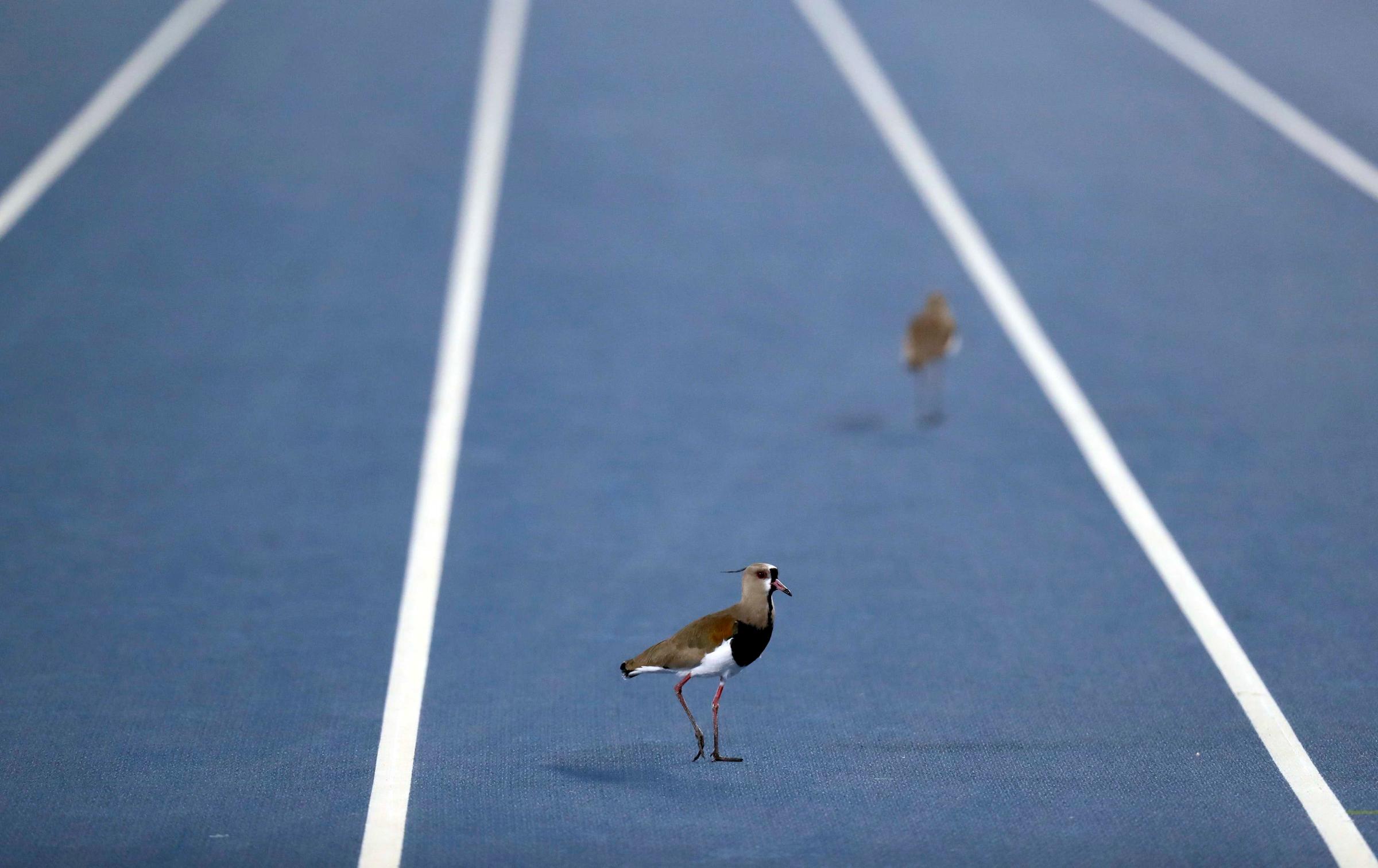 Birds are pictured on the track during the 2016 Rio Olympics, Men's High Jump Final in Rio de Janeiro, Brazil, on Aug. 16, 2016.