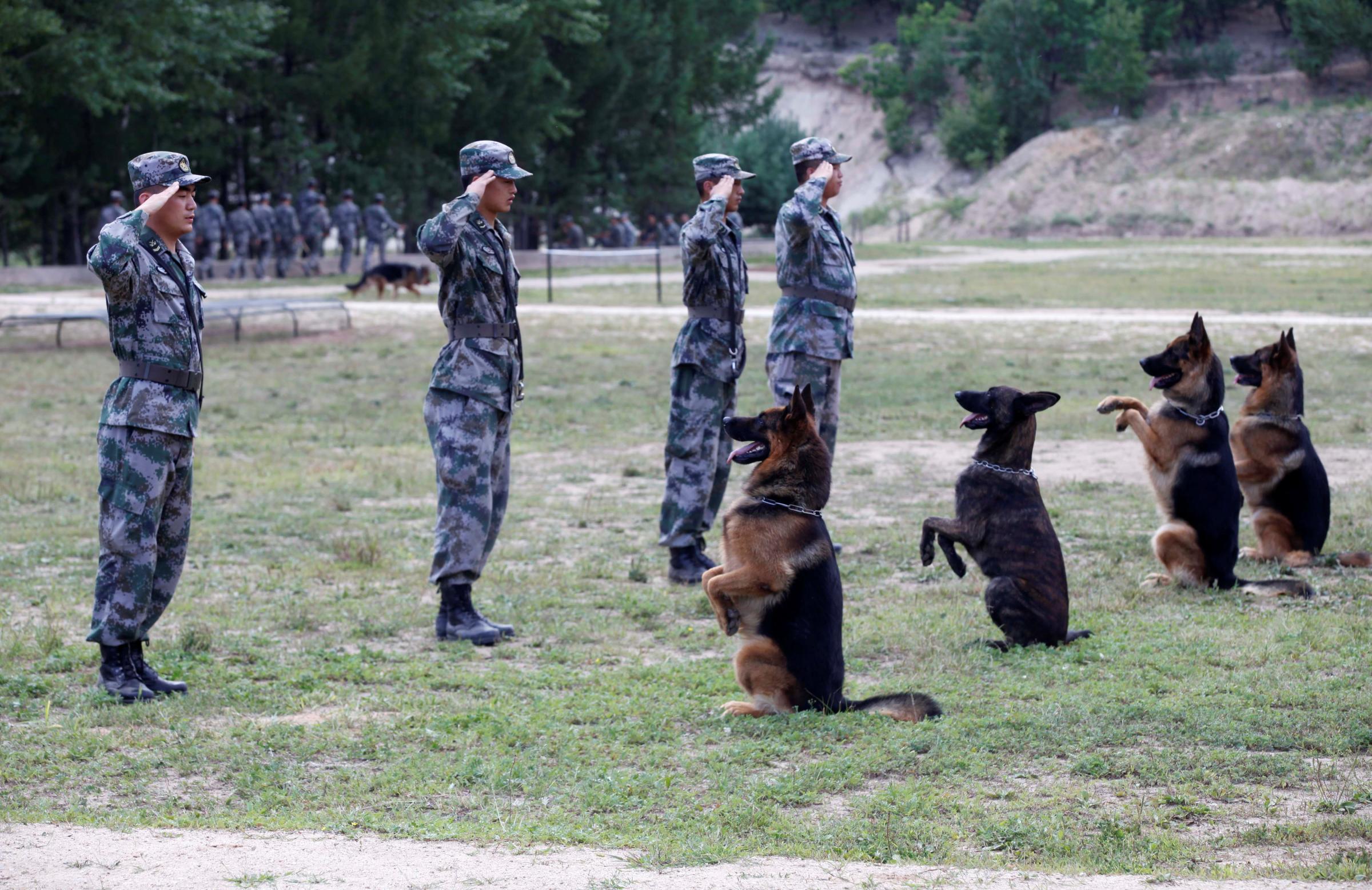 Soldiers of Chinese People's Liberation Army salute as they perform with their dogs before a dog training competition, in Heihe, China, on Aug. 16, 2016.