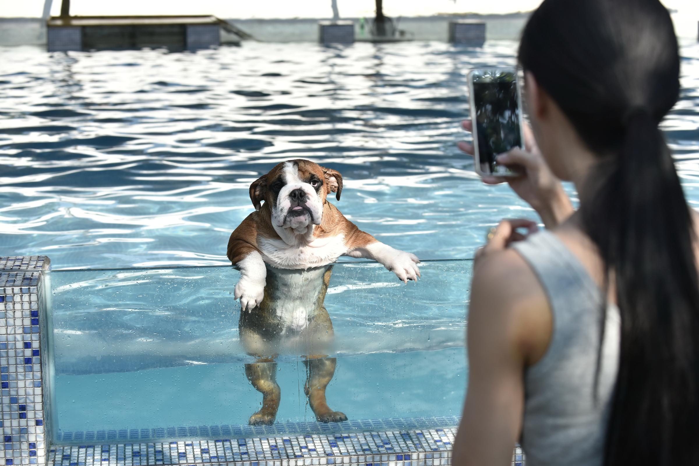 An owner takes a picture of her dog as it climbs up on a glass panel while swimming at a pool for dogs in Chengdu, China, on Aug. 16, 2016.