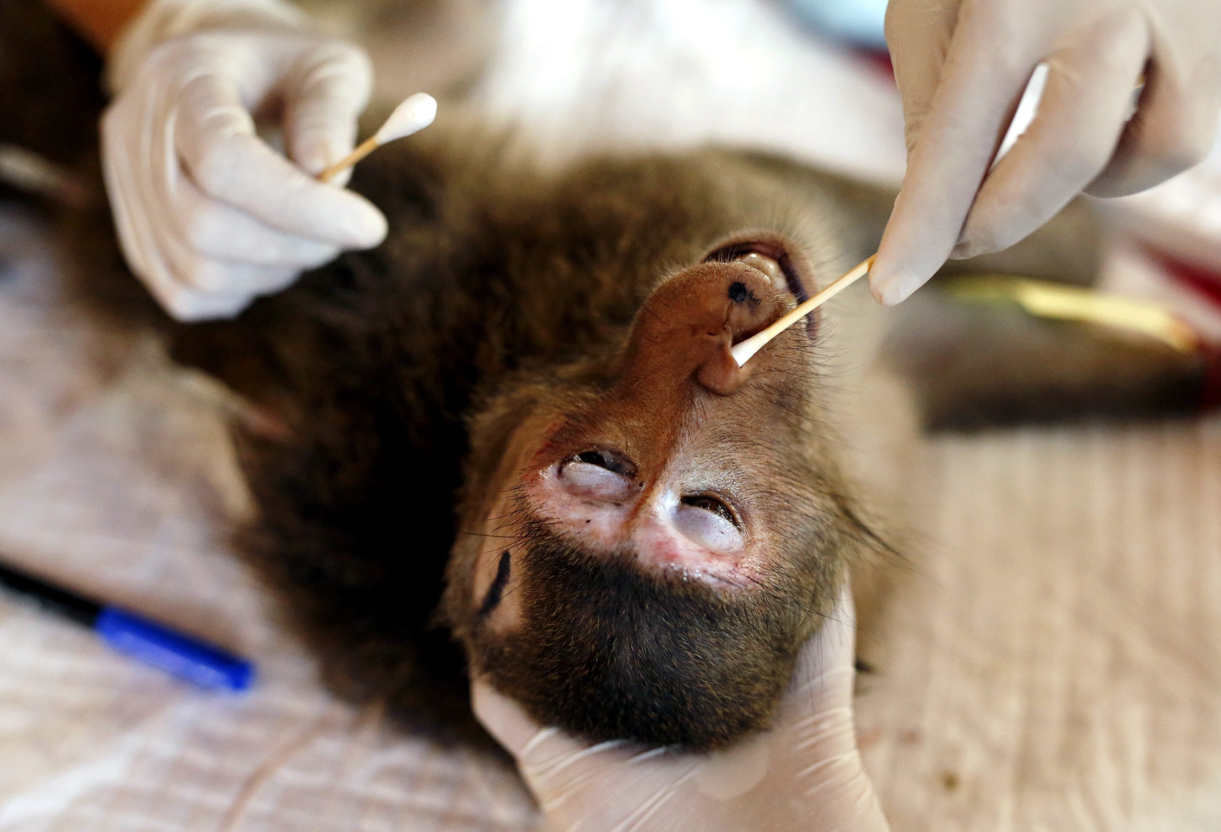 A Thai veterinarian takes a DNA sample from an unconscious wild monkey during a health treatment program at Phra Nakhon Khiri Historical Park in Phetchaburi province, Thailand, on April 5, 2016.