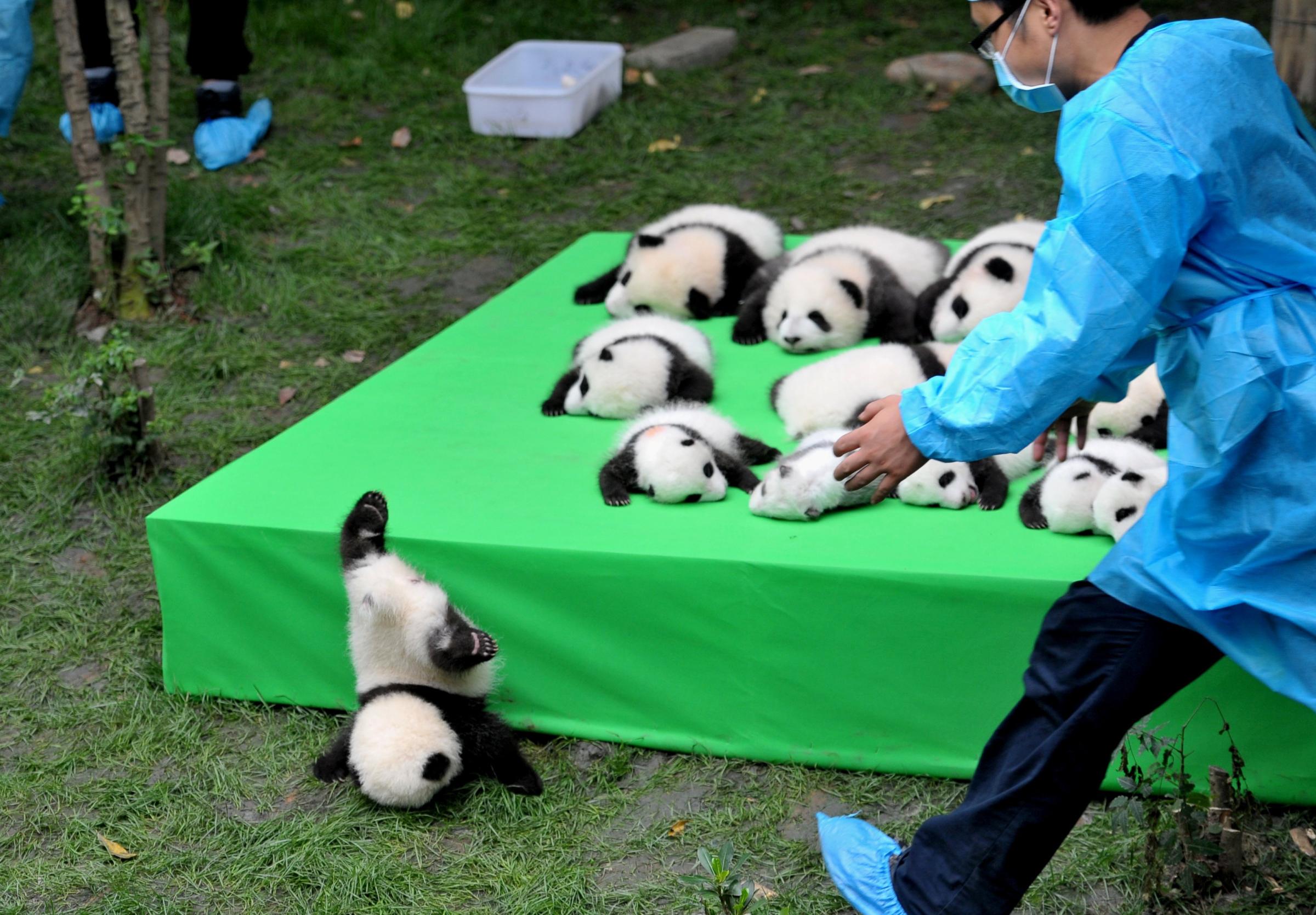 A giant panda cub falls from a stage while 23 giant pandas born in 2016 are seen on a display at the Chengdu Research Base of Giant Panda Breeding in Chengdu, Sichuan province, China, on Sept. 29, 2016.