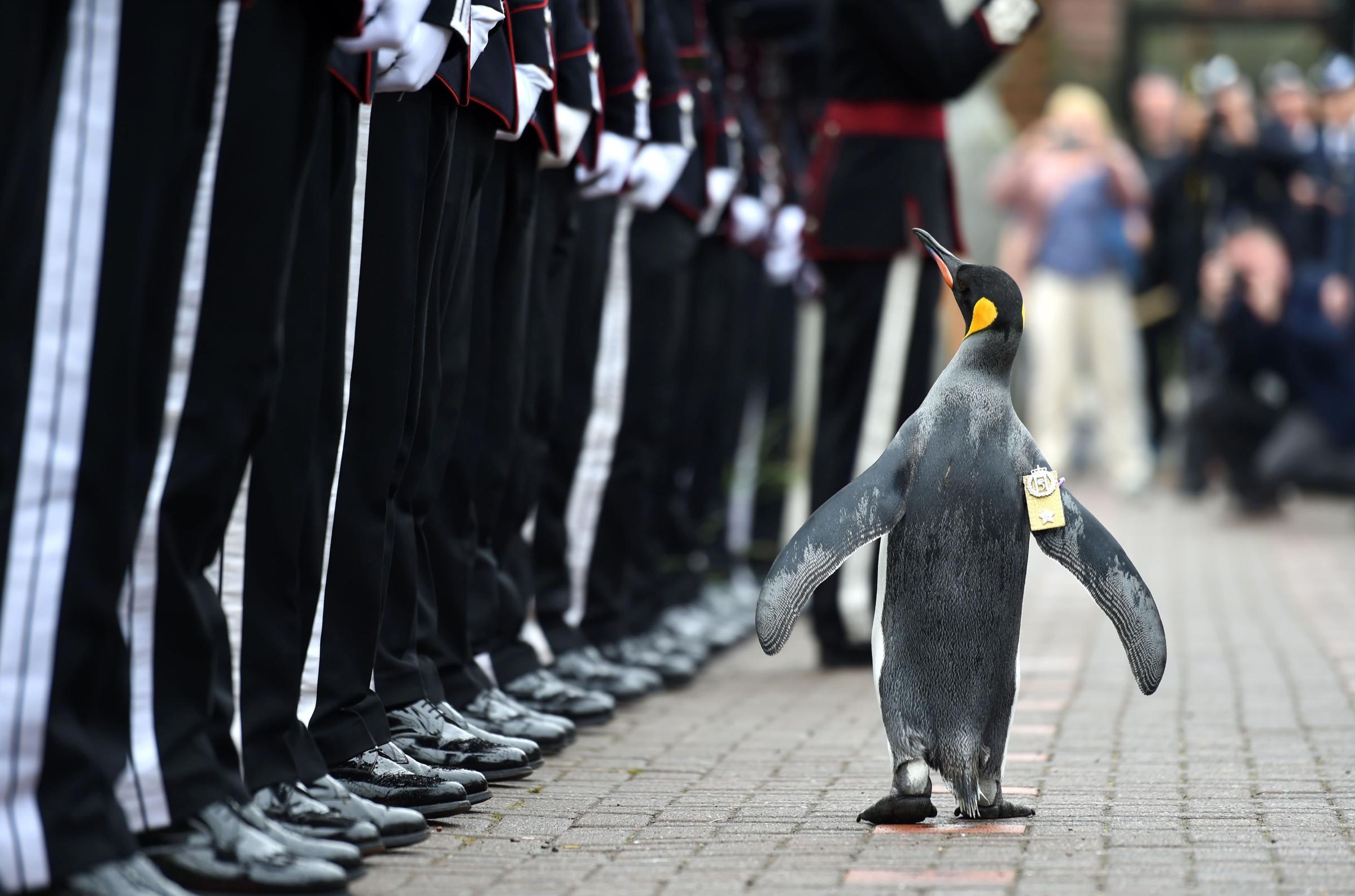 A penguin named Nils Olav inspects the Guard of Honour formed by His Majesty the King of Norway's Guard at Edinburgh Zoo in Scotland, on Aug. 22, 2016.