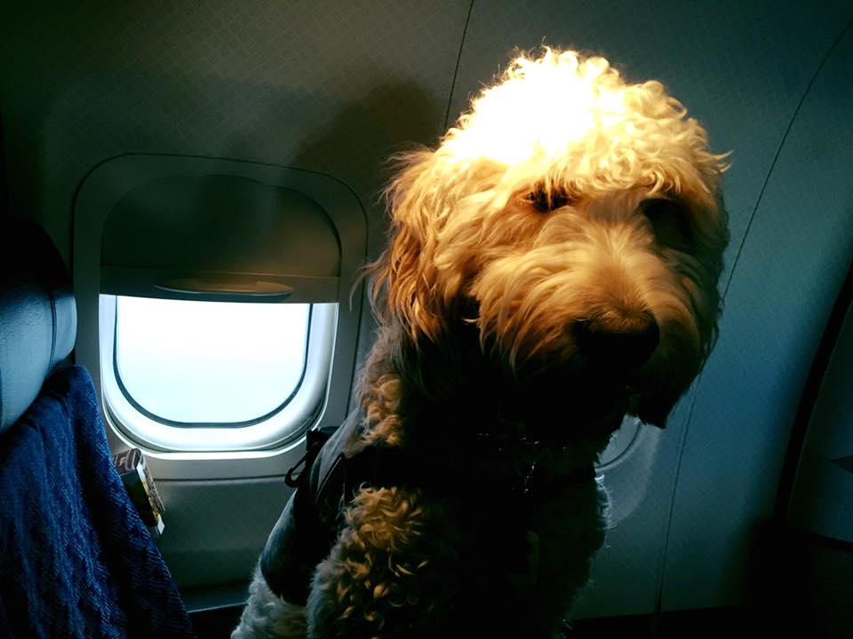 Bernie, author Jaime Hazan's service dog, in a plane on Sep. 7, 2016. (Courtesy of author)