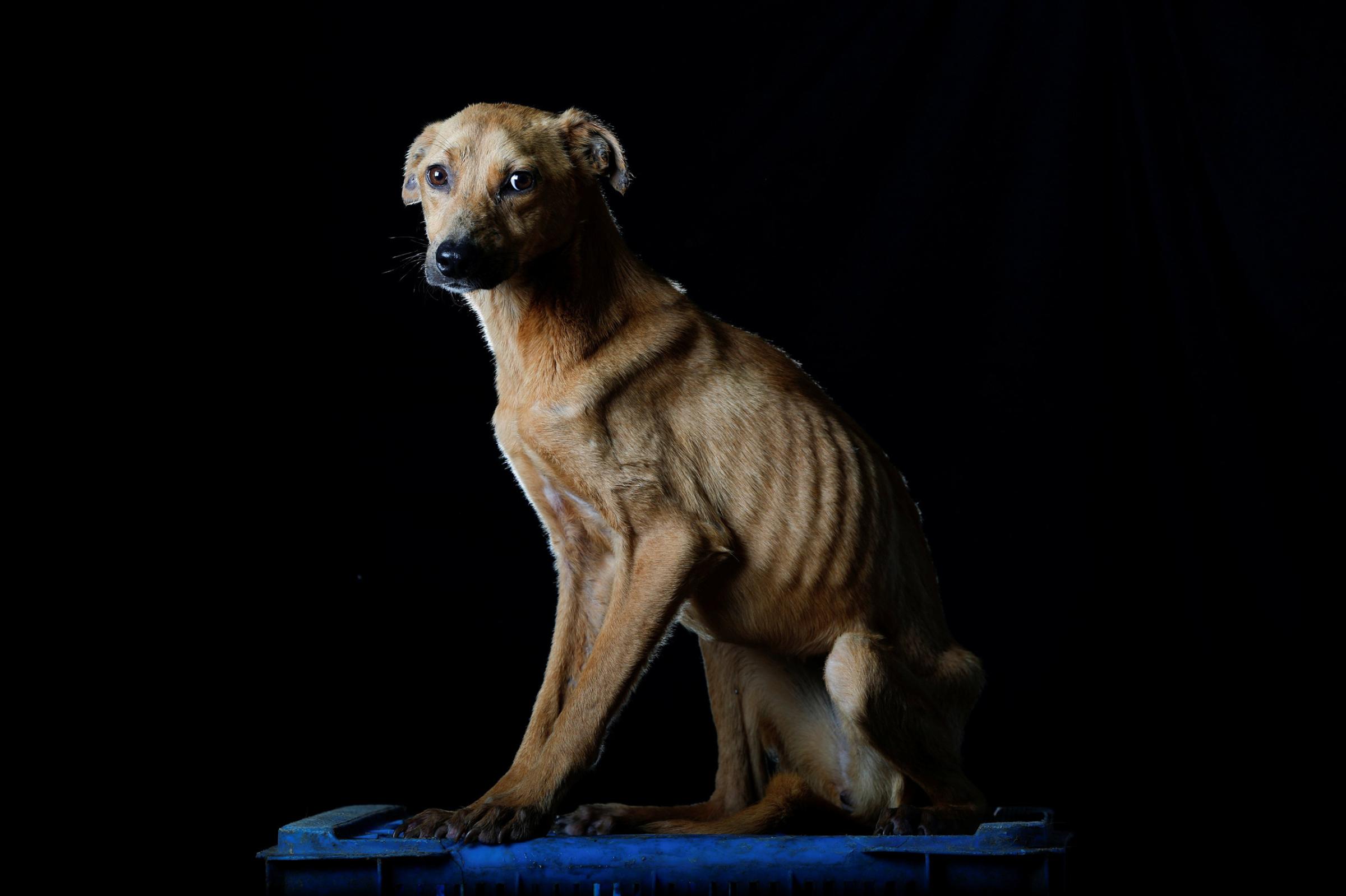 Sonrisa is pictured at the Famproa dogs shelter in Los Teques, Venezuela Aug. 16, 2016. "Sonrisa (smile), was given that name, because when someone approached her, she was frightened as if she were being beaten, but showing her teeth as if were smiling," said Maria Silva who takes care of dogs at the shelter. Sonrisa died the following week after the photo was taken.