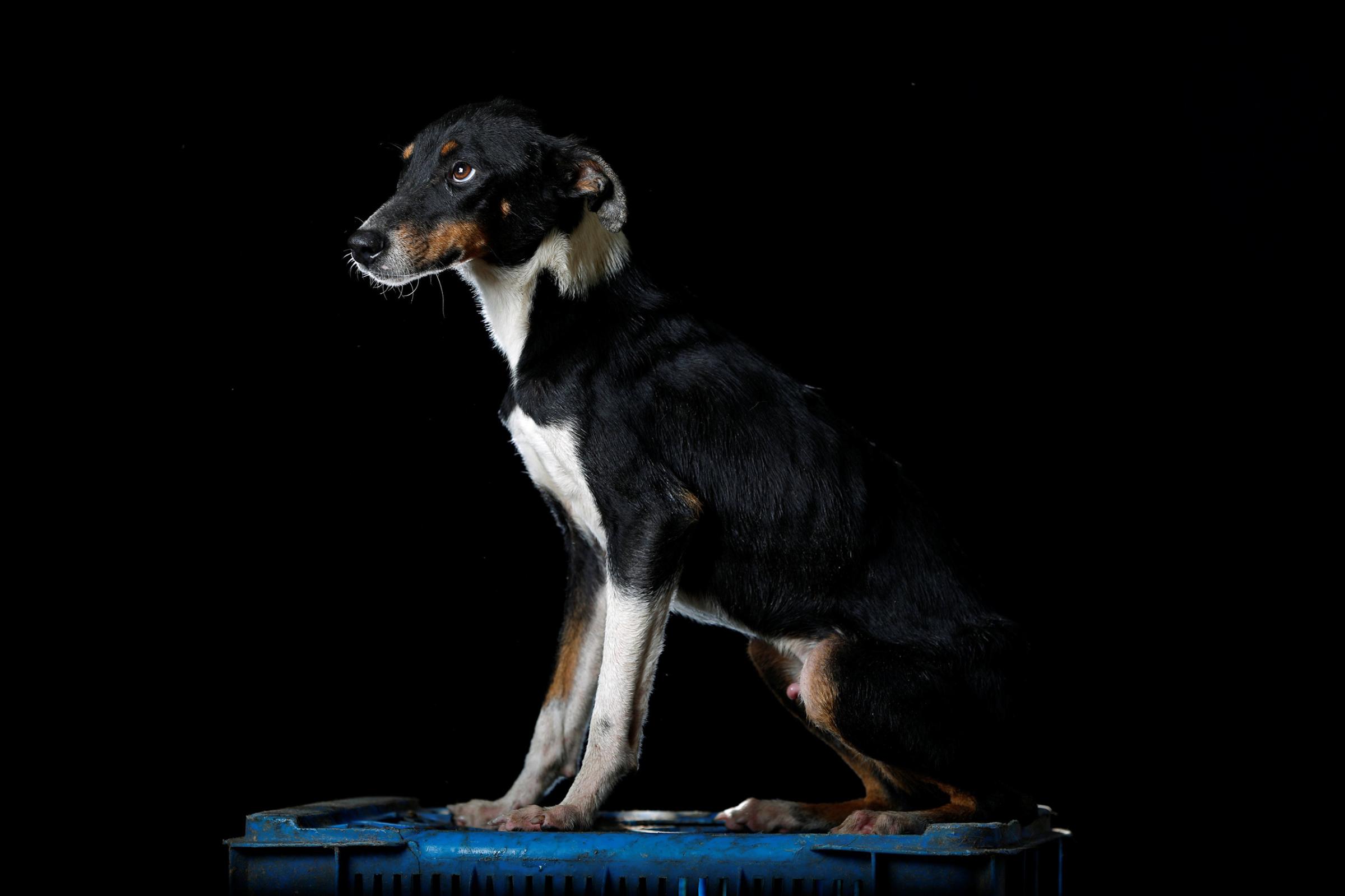 Lucho is pictured at the Famproa dogs shelter in Los Teques, Venezuela Aug. 16, 2016. "Someone left him with his three brothers in a cardboard box outside the shelter a year and a half ago. Two of them died and one was adopted by a family. He is a favorite at the shelter but he is an escape artist, he has the ability to get out of anywhere," said Maria Silva who takes care of dogs at the shelter.