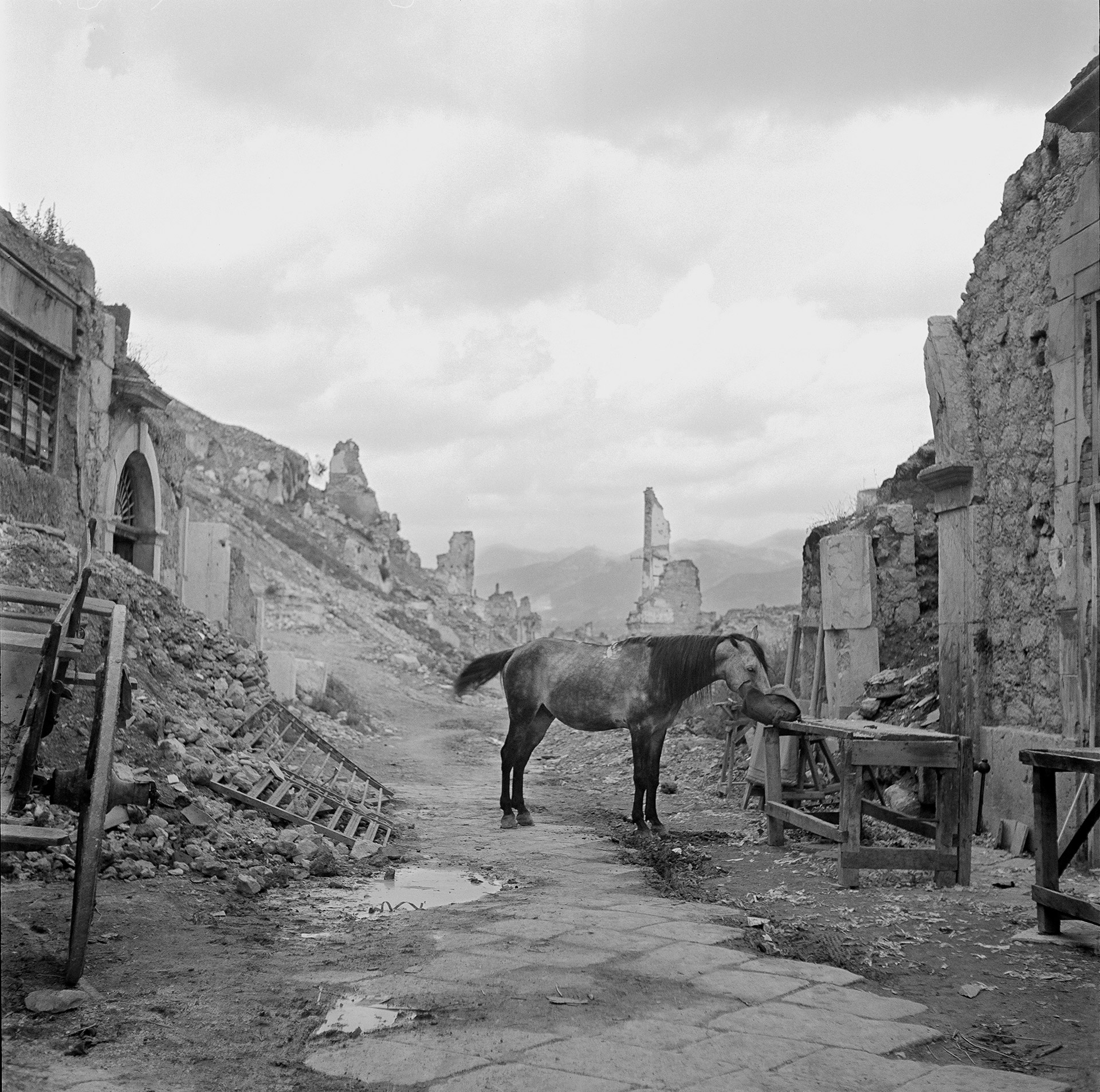 Horse Eating Hay, Ruins of Cassino, Italy, 1946 by Tony Vaccaro.