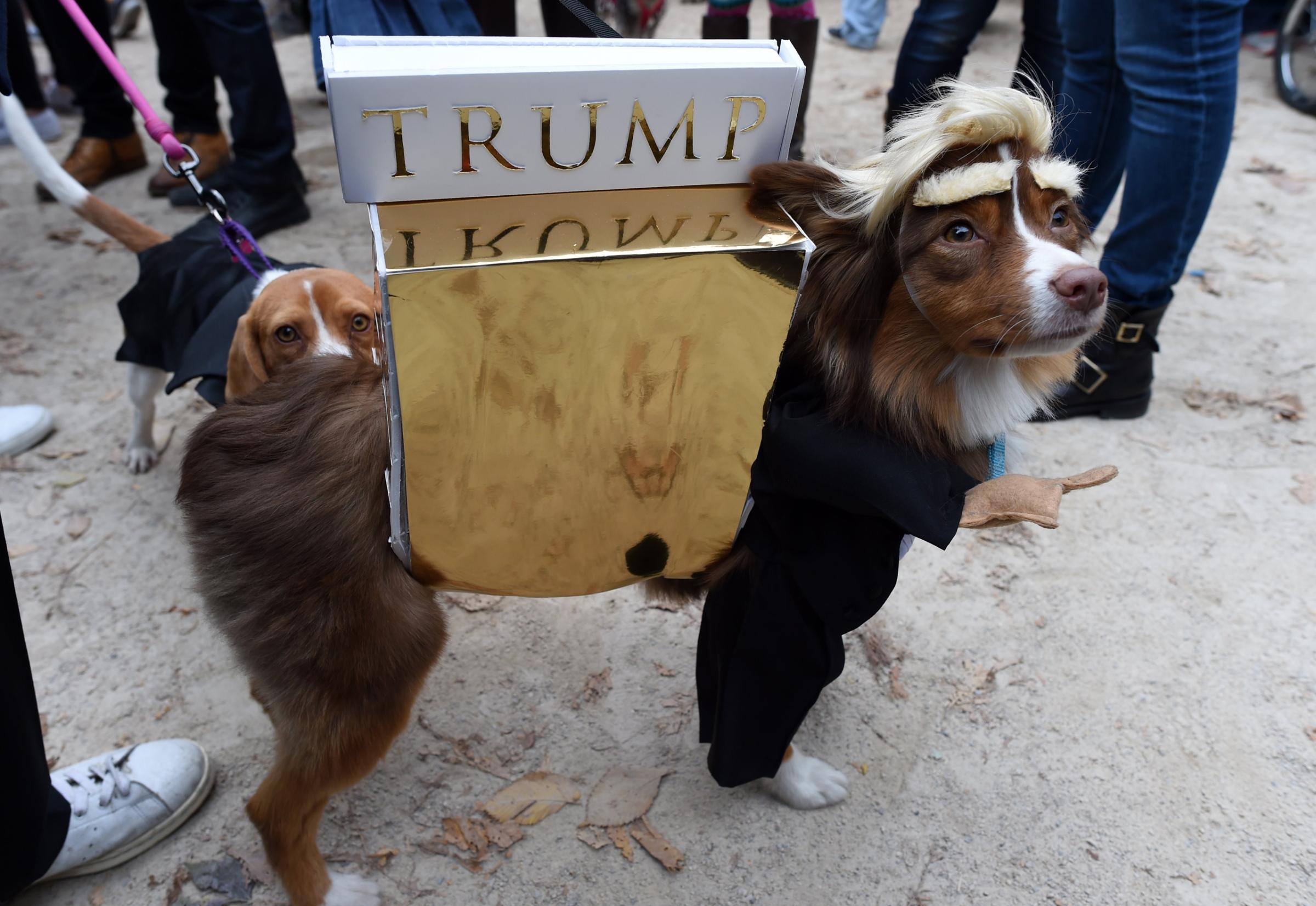 A dog dressed up as Donald Trump attends the 25th Annual Tompkins Square Halloween Dog Parade in NY., on Oct. 24, 2015.