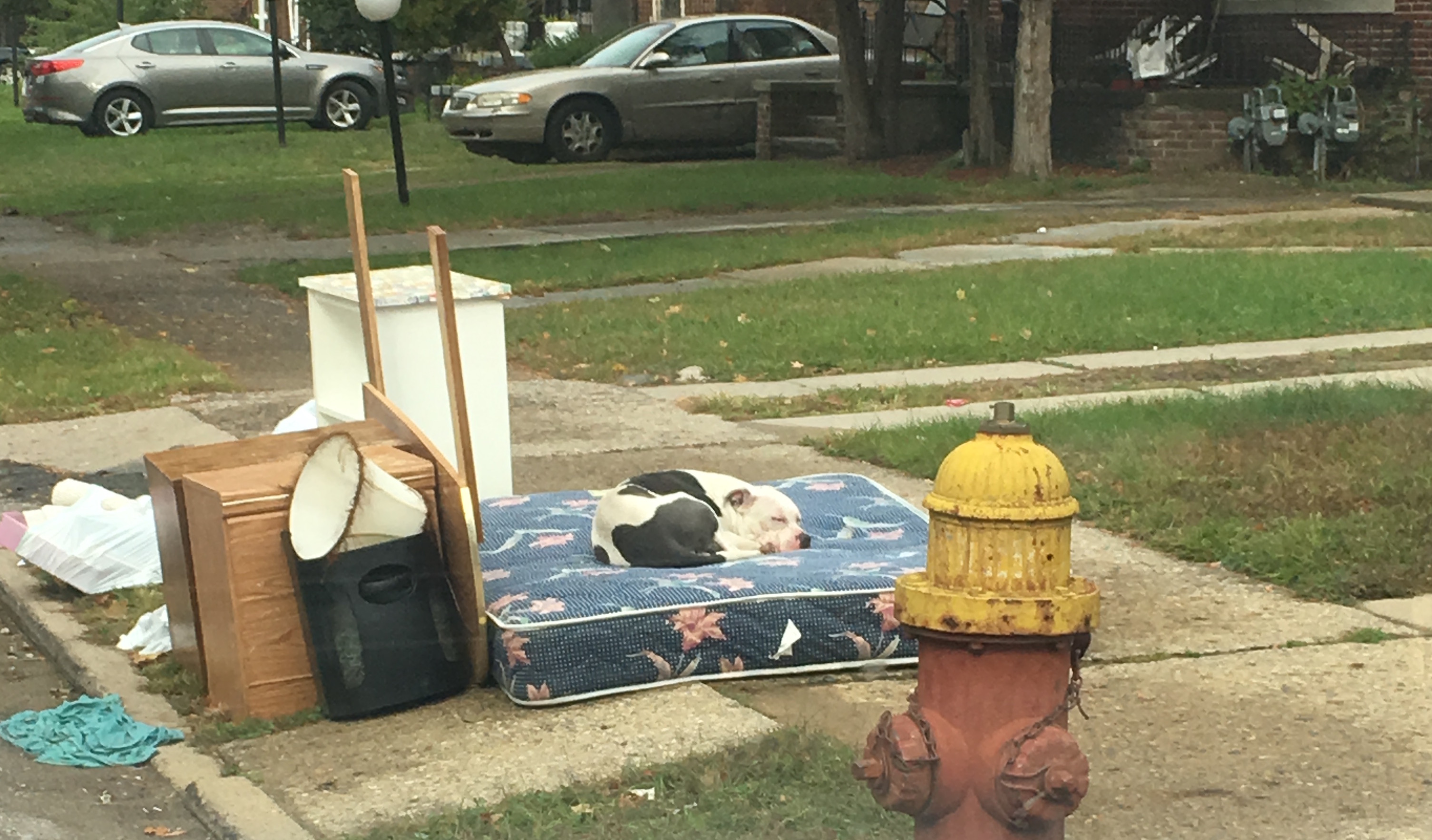 boo-dog-abandoned-family-moved-rescued-detroit