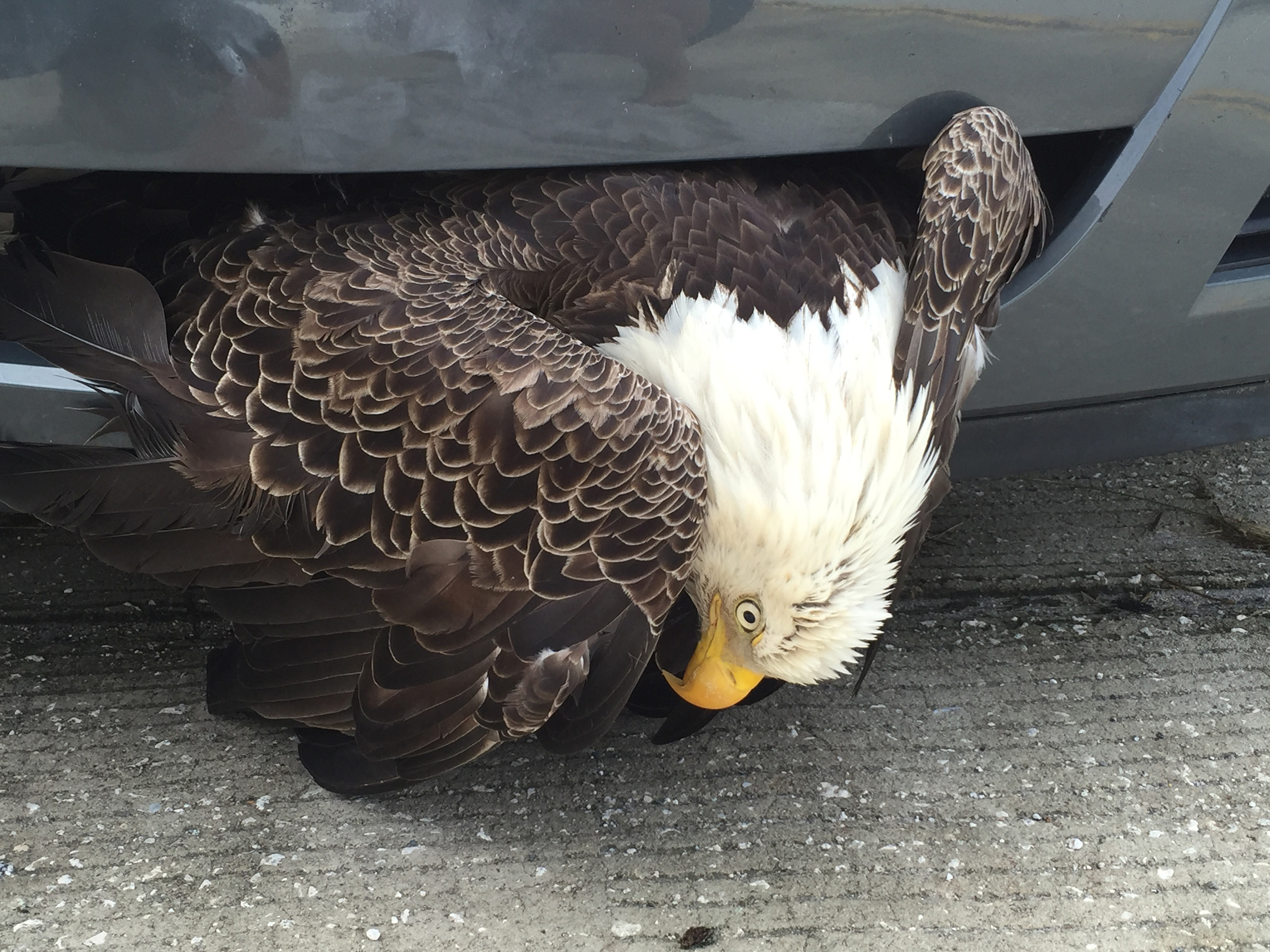 An eagle is seen stuck in the front of a car in Fleming Island, Fla., on Oct. 8, 2016. (Billi West)