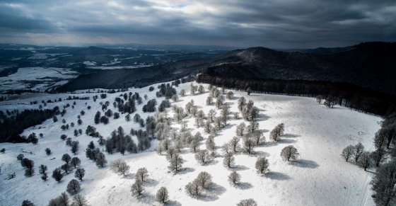 Winter trees in Sfanta Ana, Romania.