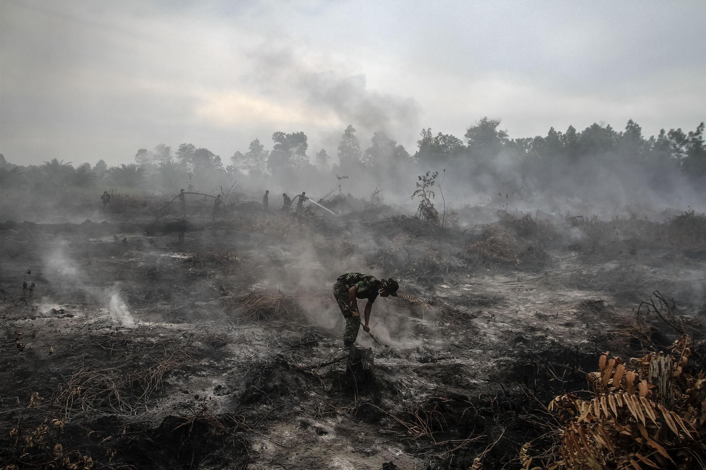 Forest Fire in Indonesia