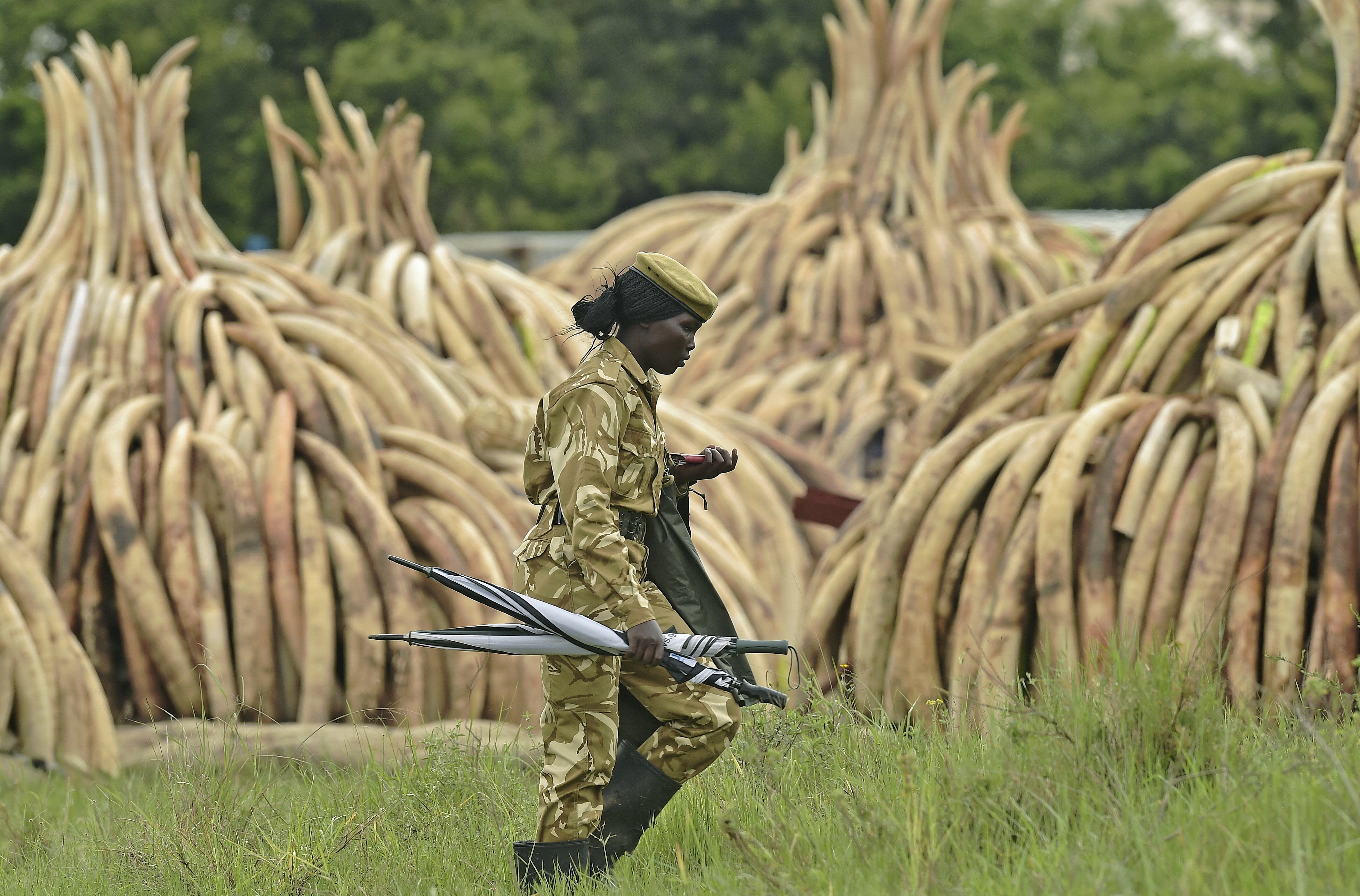 A female ranger walks next to stacks of elephant tusks at the Nairobi National Park on April 30, 2016 (Carl De Souza—AFP/Getty Images)