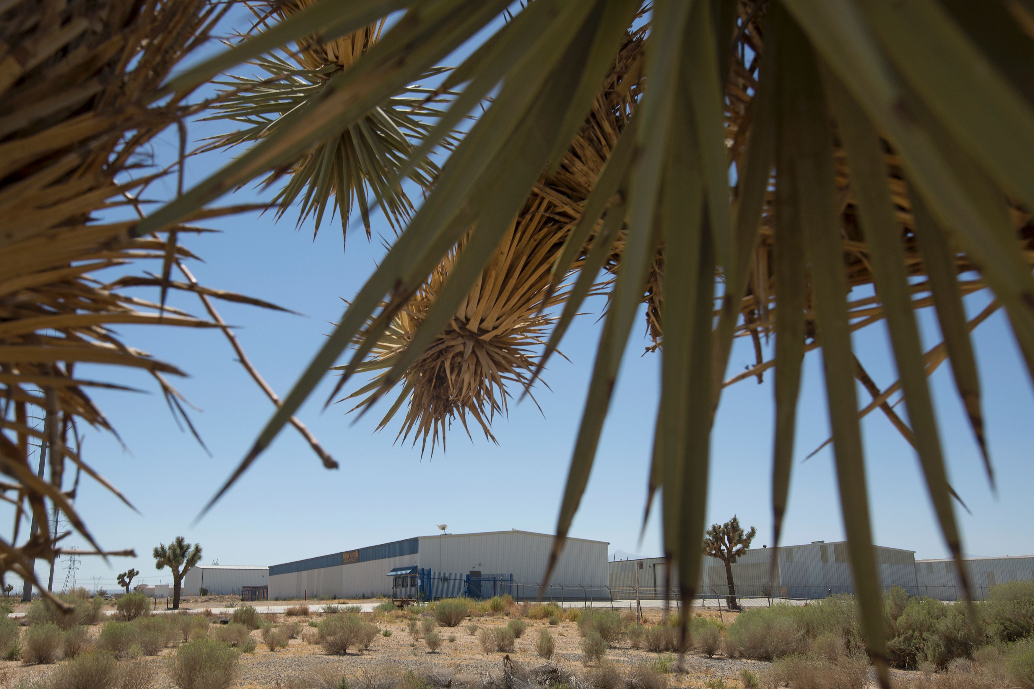 Buildings at the site of a future marijuana farm are framed by the branches of a Joshua tree in the 
