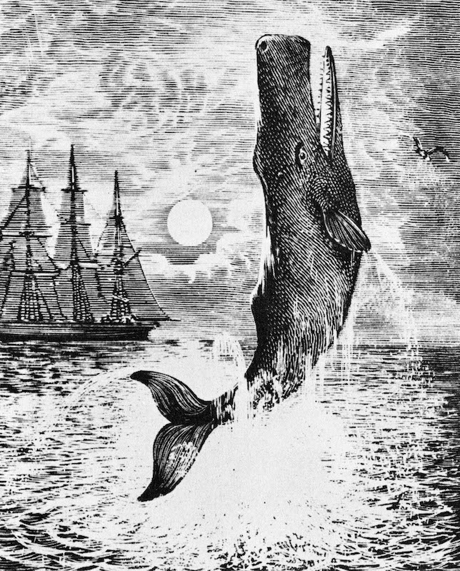 Nineteenth-century illustration for Herman Melville's 'Moby-Dick' (Lebrecht Authors / Getty Images)