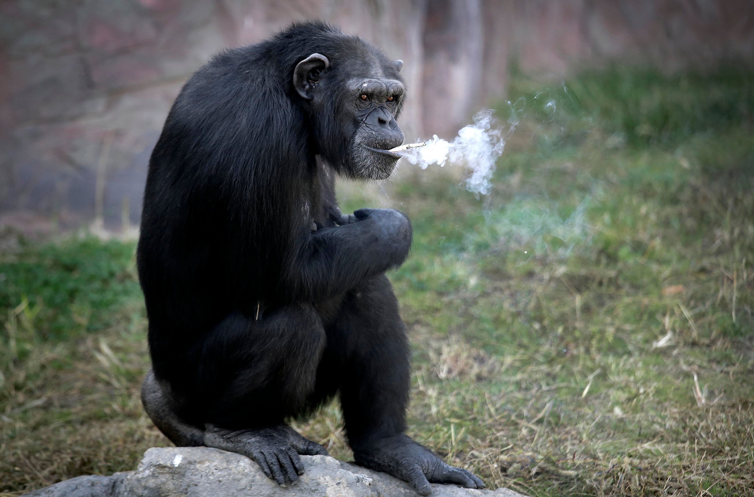 Azalea, a 19-year-old female chimpanzee whose Korean name is "Dallae," smokes a cigarette in her enclosure at the Central Zoo in Pyongyang, North Korea, on Oct. 19, 2016. According to officials at the newly renovated zoo, which has become a favorite leisure spot in the capital since it was re-opened in July, the chimpanzee smokes about a pack a day. They insist, however, that she does not inhale.