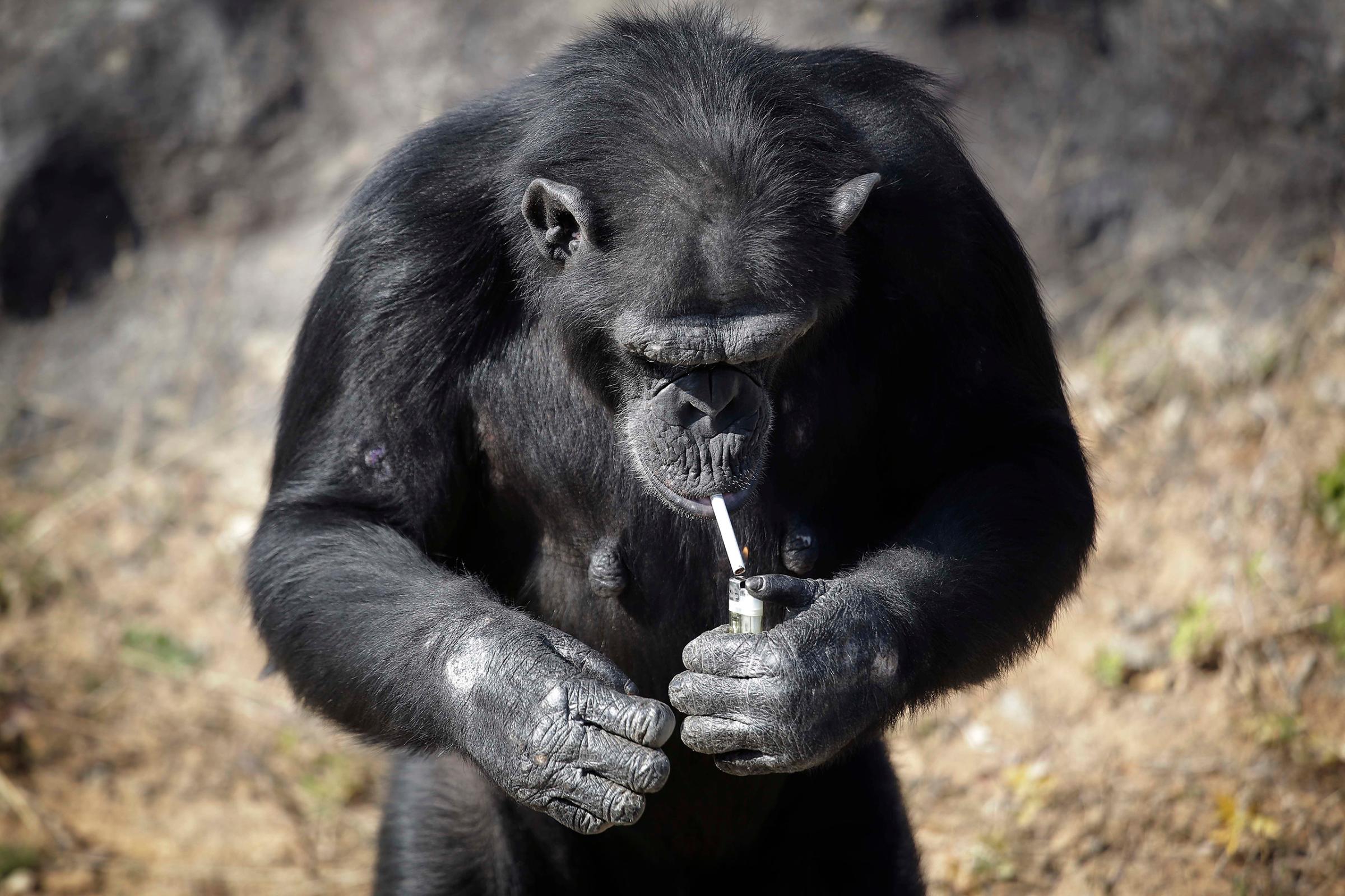 Azalea, a 19-year-old female chimpanzee whose Korean name is "Dallae," lights a cigarette in her enclosure at the Central Zoo in Pyongyang, North Korea, on Oct. 19, 2016.