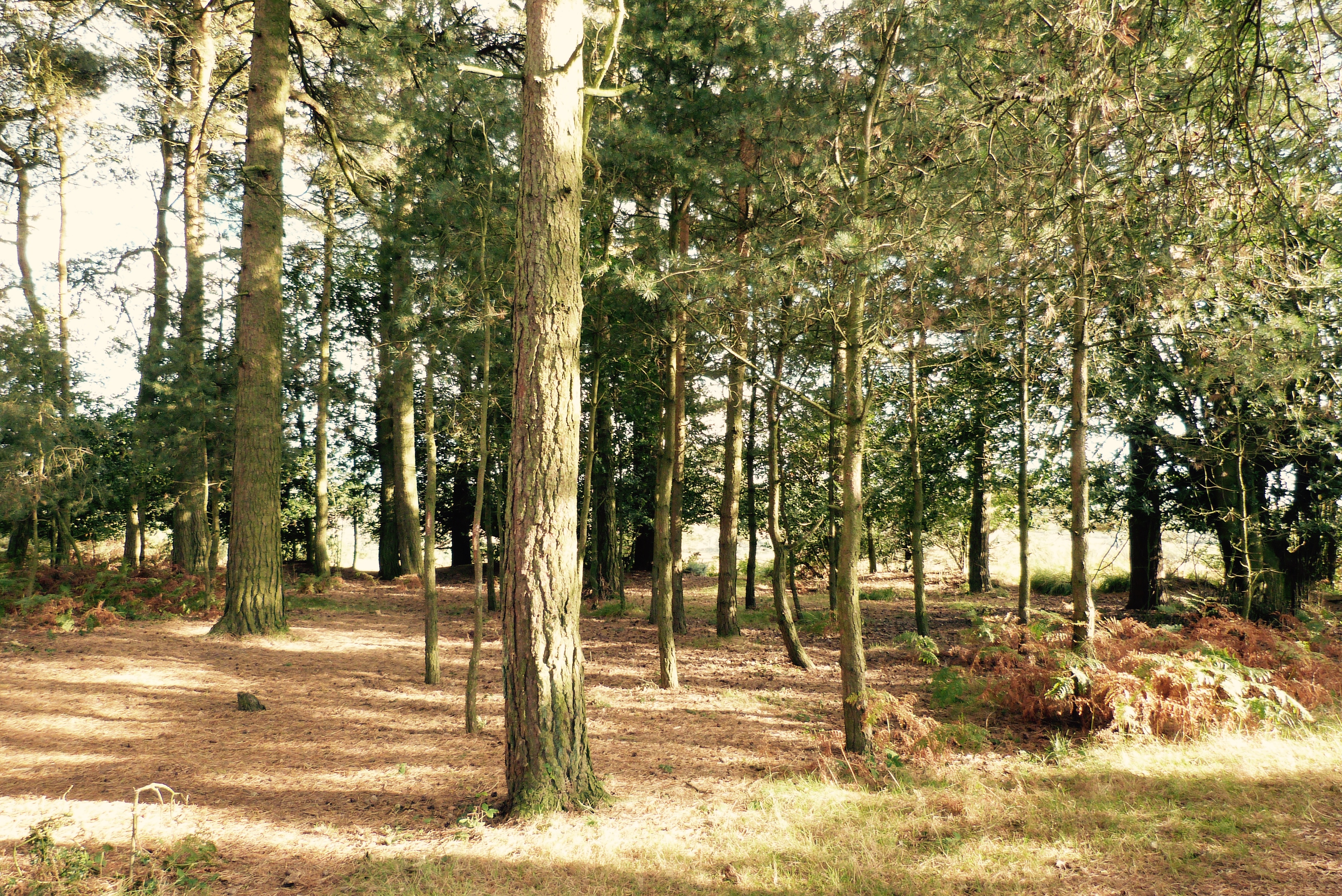 A view inside Ashdown Forest on Oct. 10 2016, which inspired A. A. Milne’s Enchanted Forest in <i>Winnie the Pooh</i>. Christopher Robin believes it to be enchanted because no one can count whether there are 63 or 64 trees. (Kate Samuelson—TIME)