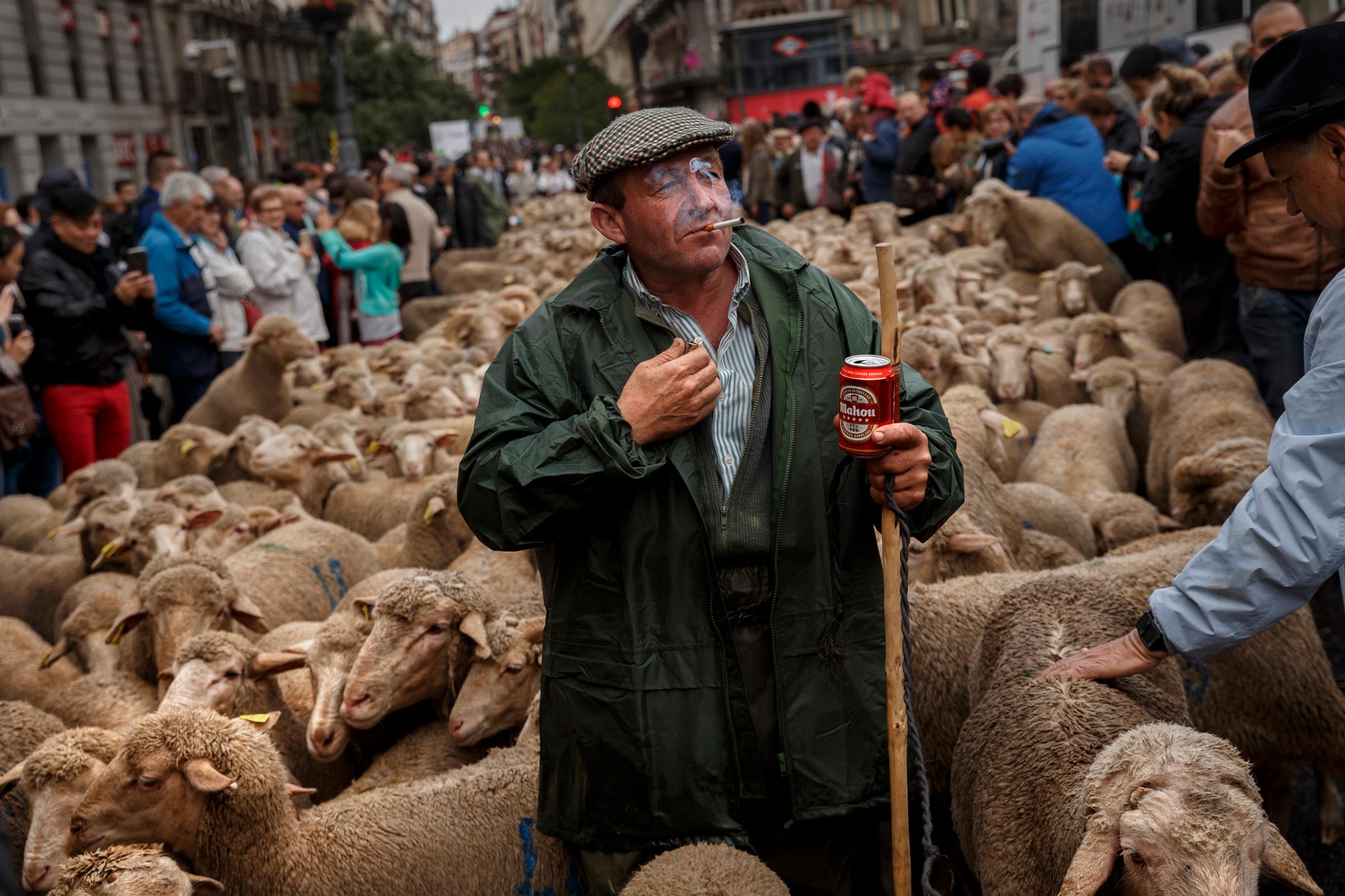 APTOPIX Spain Sheep Crossing