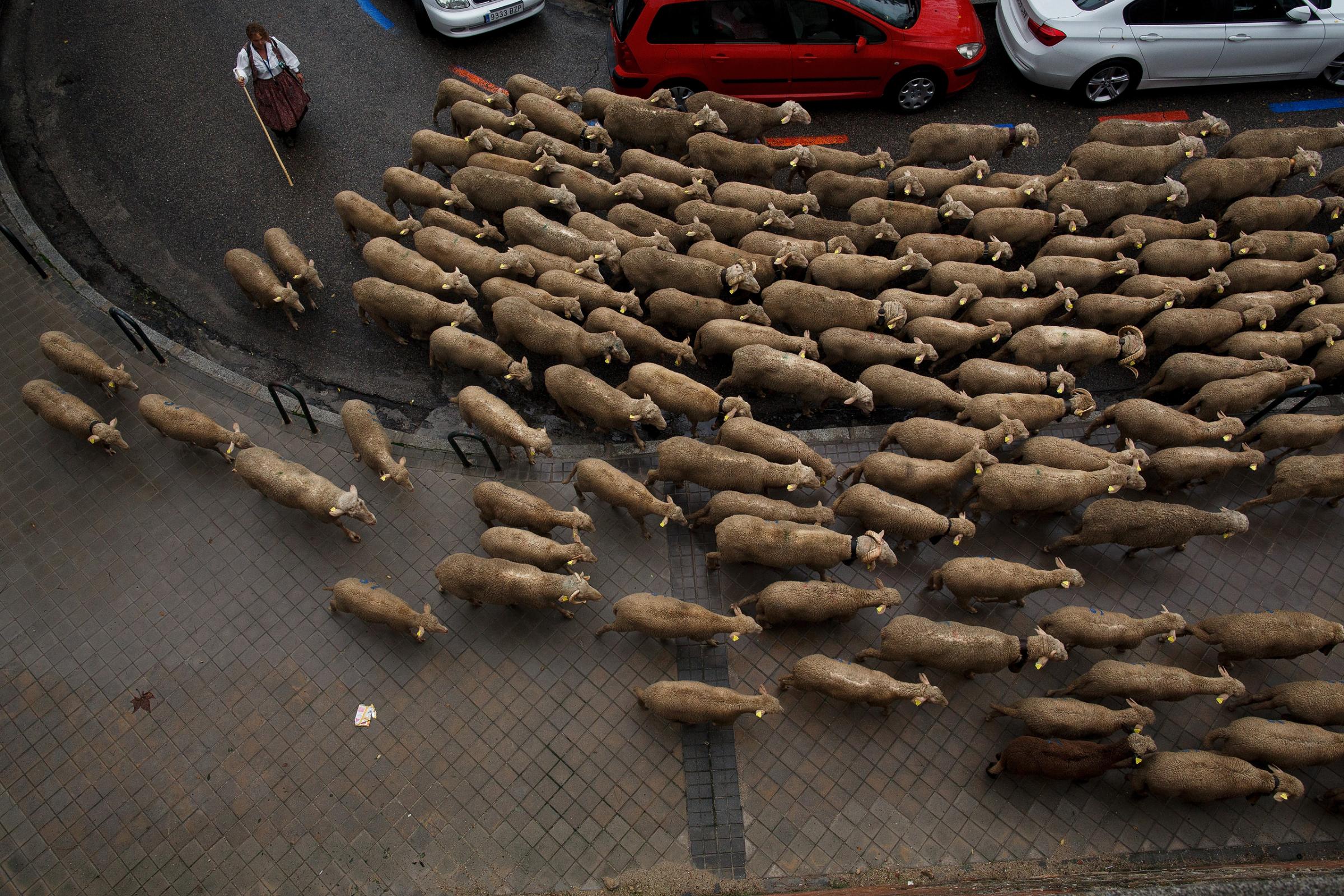 Sheep Invade Madrid During Celebration Of Seasonal Livestock Migration