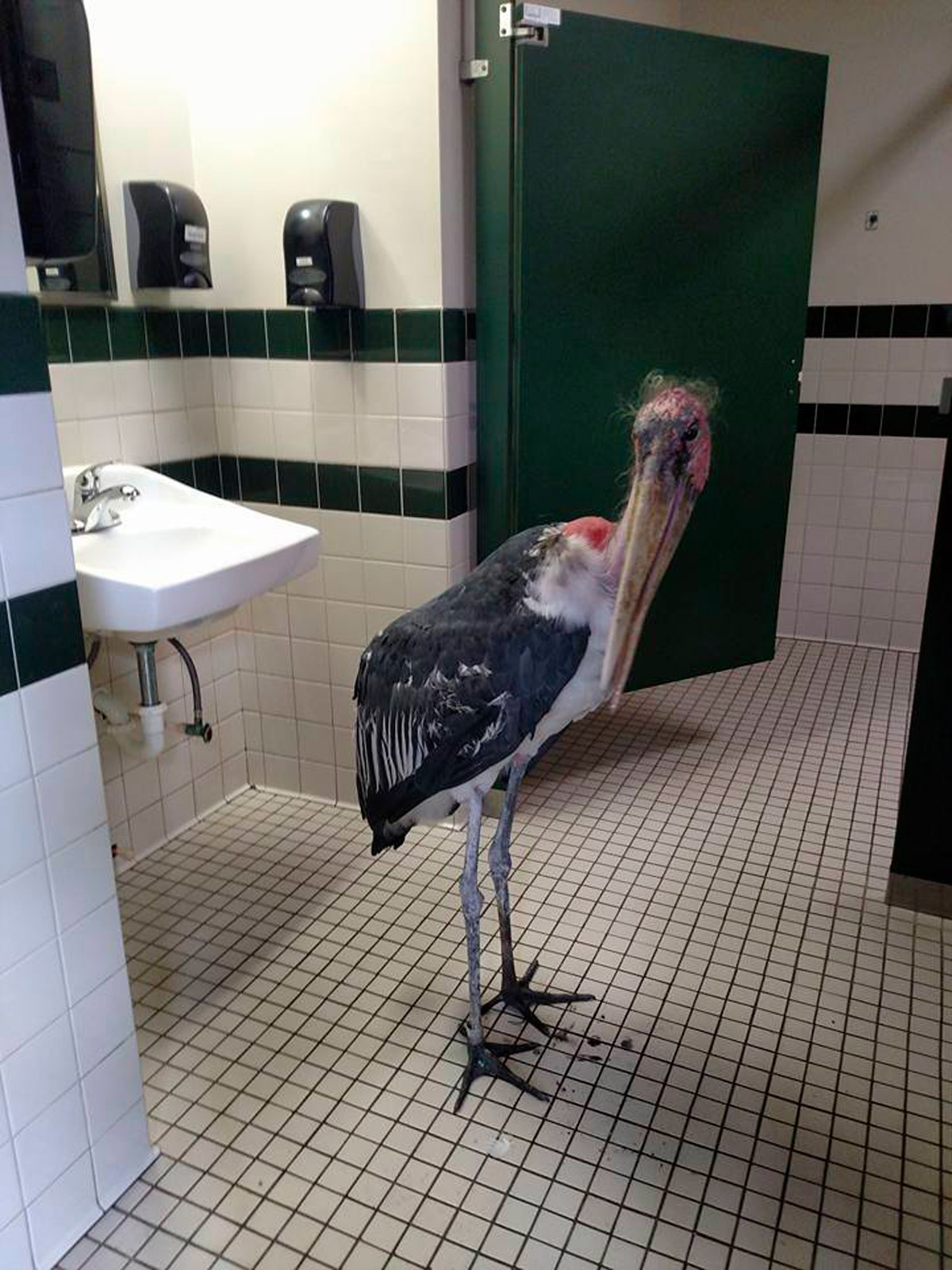 A marabou stork in a restroom at the St. Augustine Alligator Farm and Zoological Park on Oct. 6, 2016. (Gen Anderson—St. Augustine Alligator Farm and Zoological Park/AP)