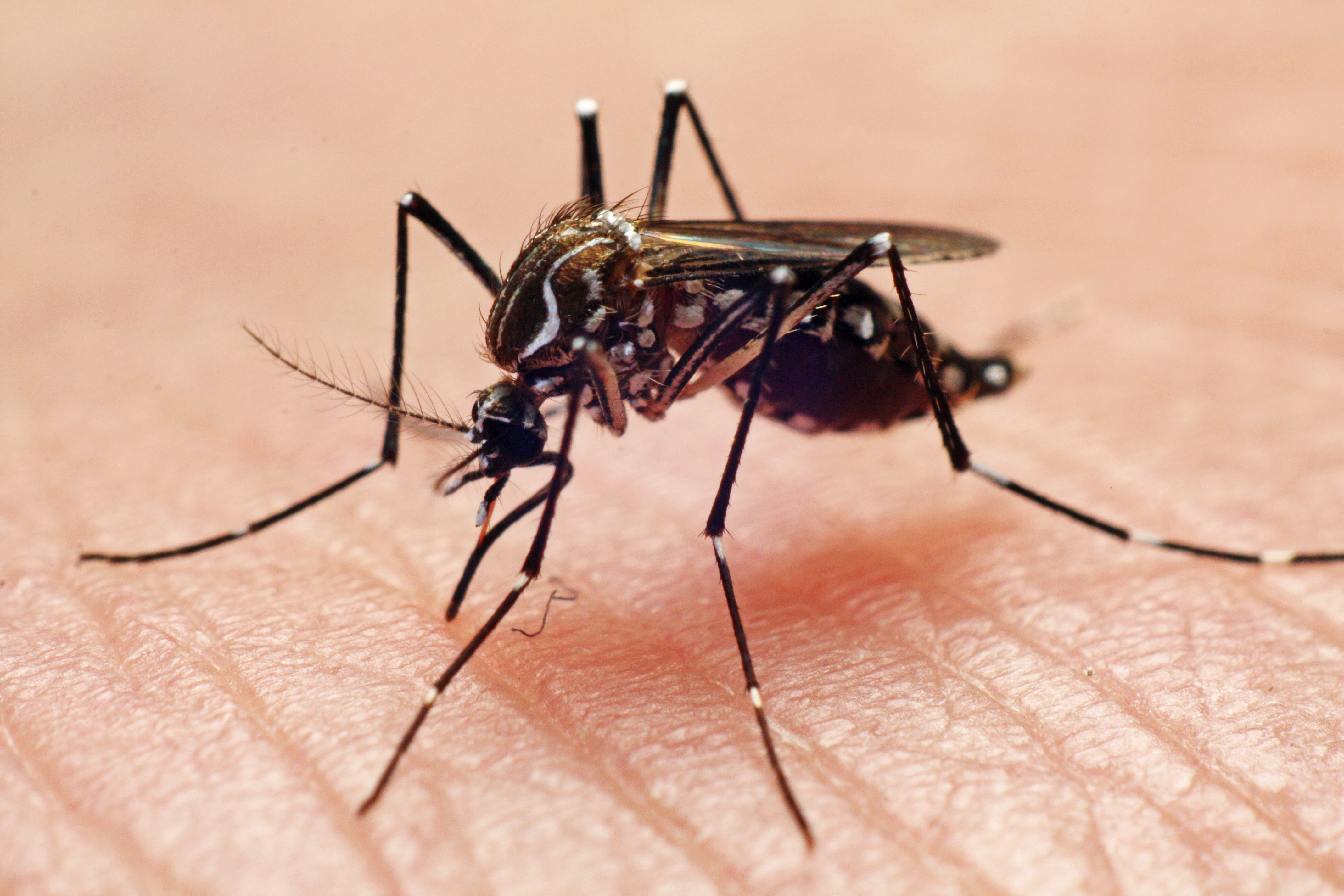 Dengue fever vector, mosquito biting hand. (Joao Paulo Burini&mdash;Getty Images)