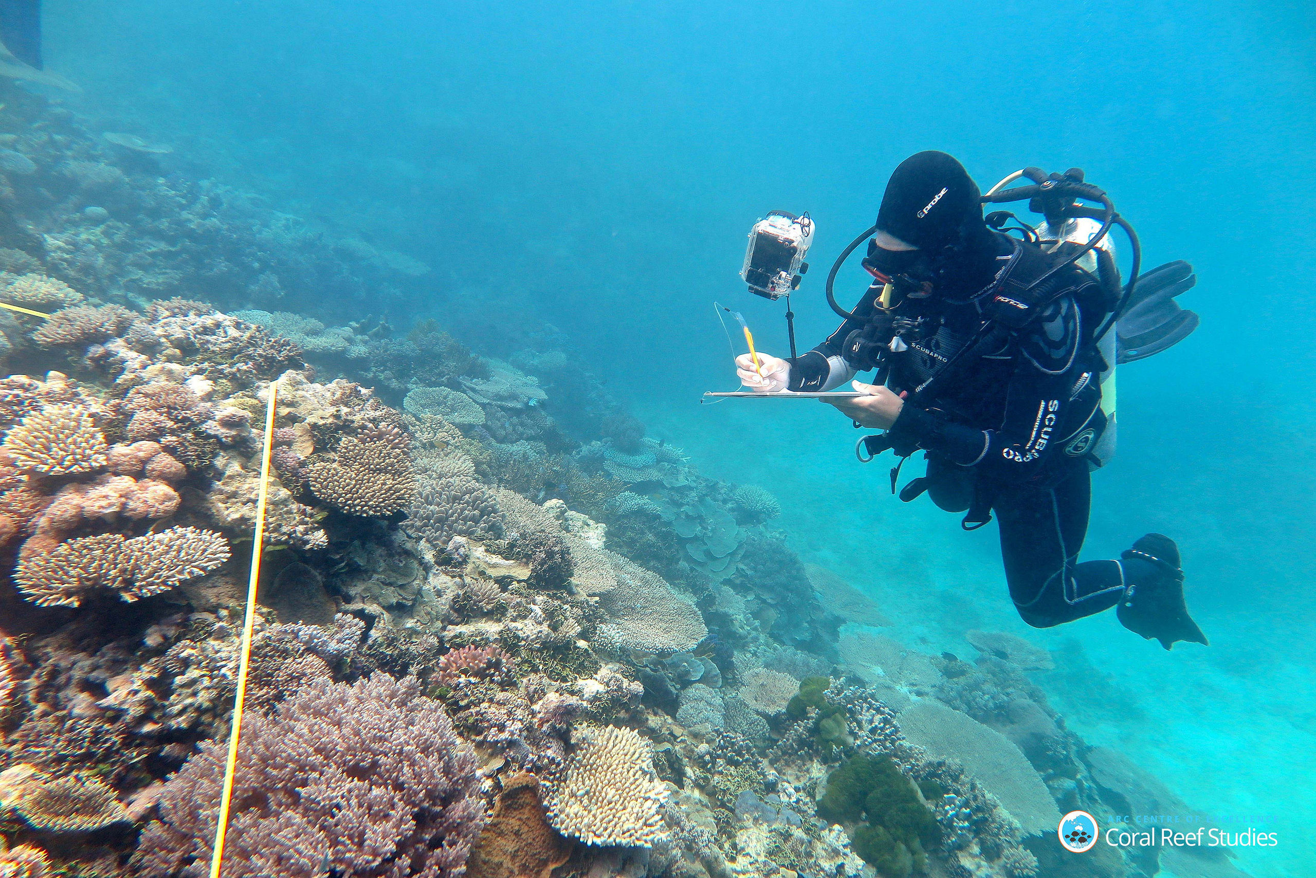 Supplied image of Researcher Grace Frank completing bleaching surveys along a transect line on an area known as One Tree Reef, in the Capricorn Group of Islands, on the Great Barrier Reef in Australia