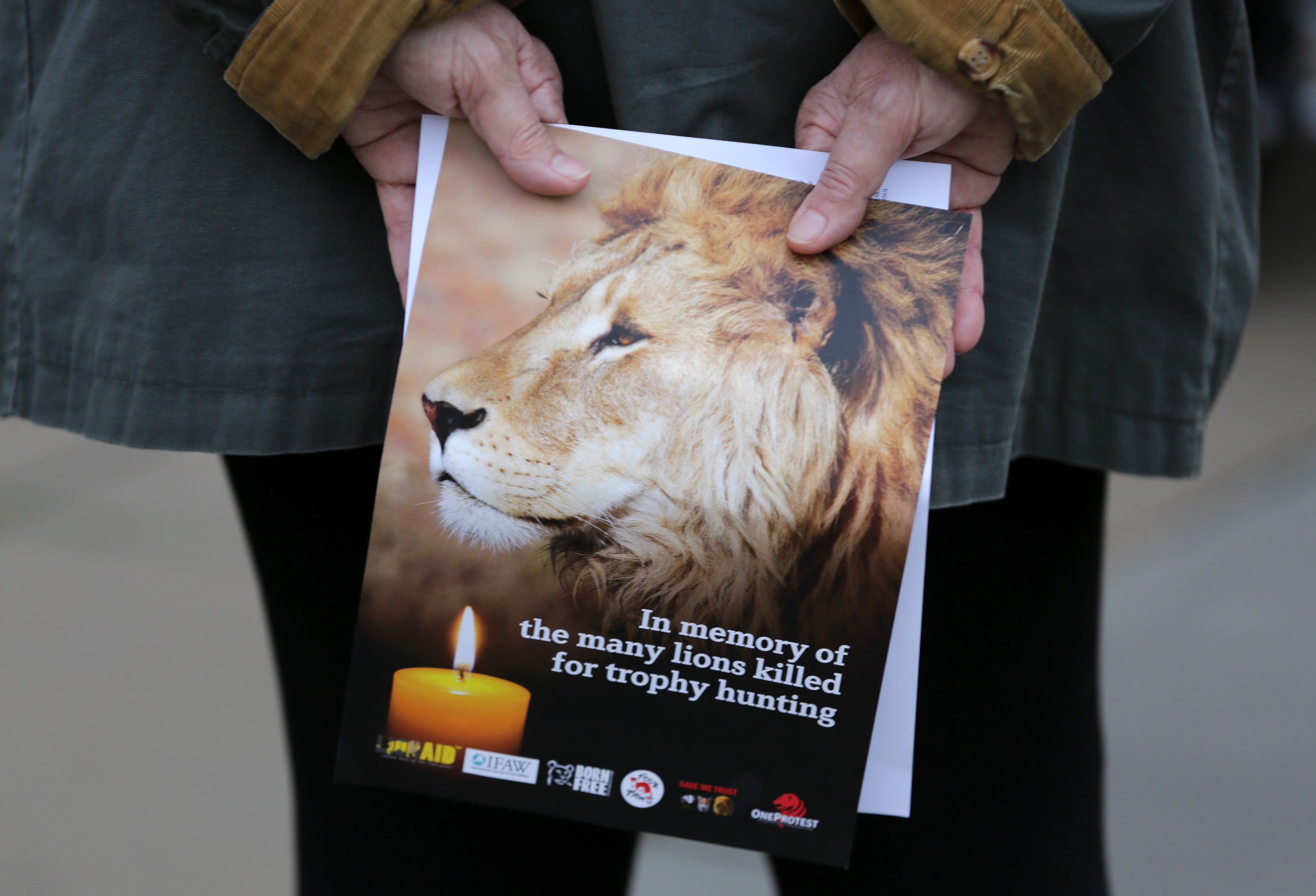 A pamphlet showing an image of Cecil the lion, is held at a vigil in central London on July 30, 2016.
                      Cecil was killed by American dentist and trophy hunter, Walter Palmer, in Zimbabwe on 1st July 2015. (DANIEL LEAL-OLIVAS—AFP/Getty Images)