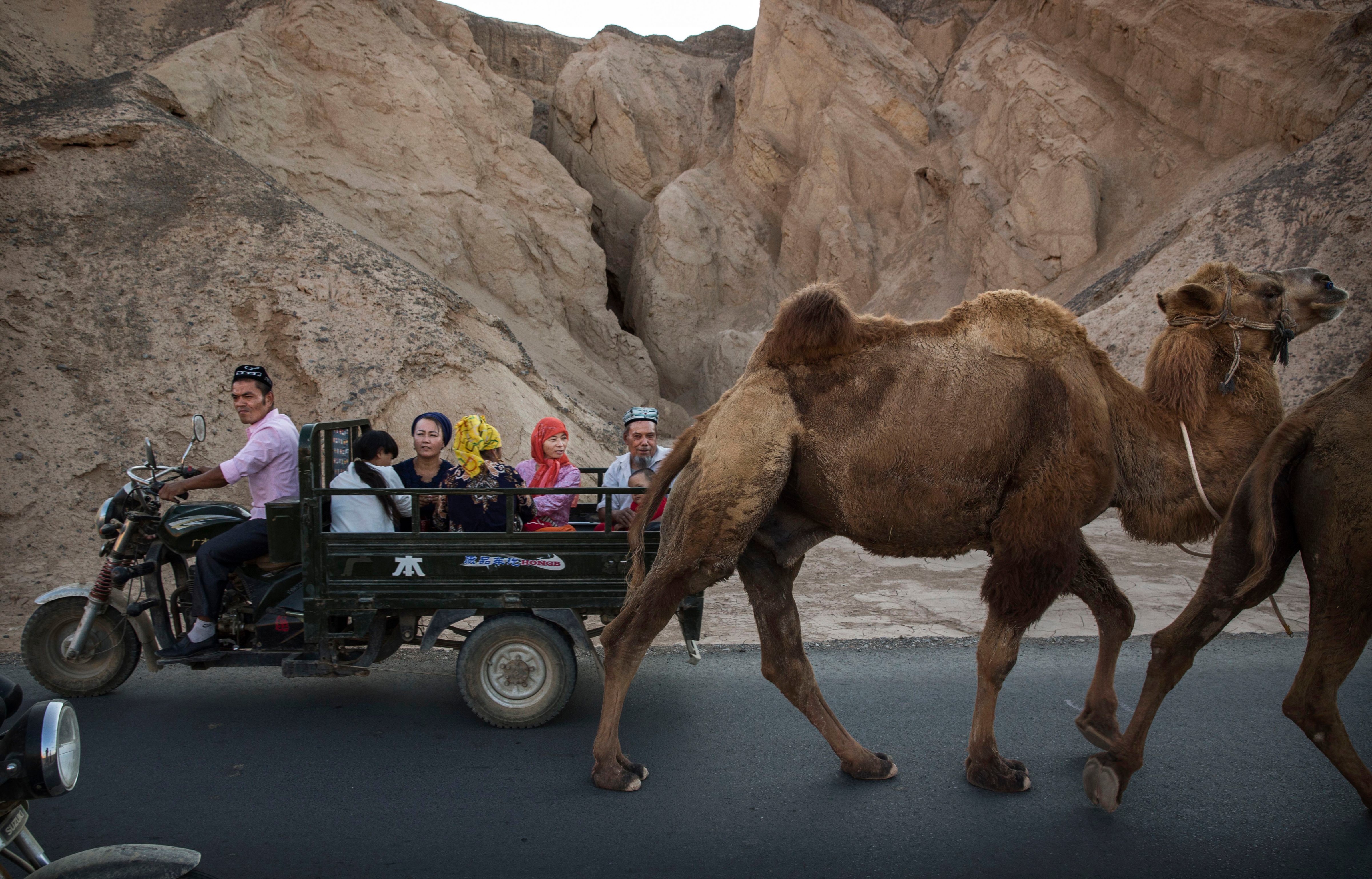 A Uighur family rides past a camel in Turpan county, in China's autonomous region of Xinjiang, on Sept. 12, 2016 (Kevin Frayer—Getty Images)