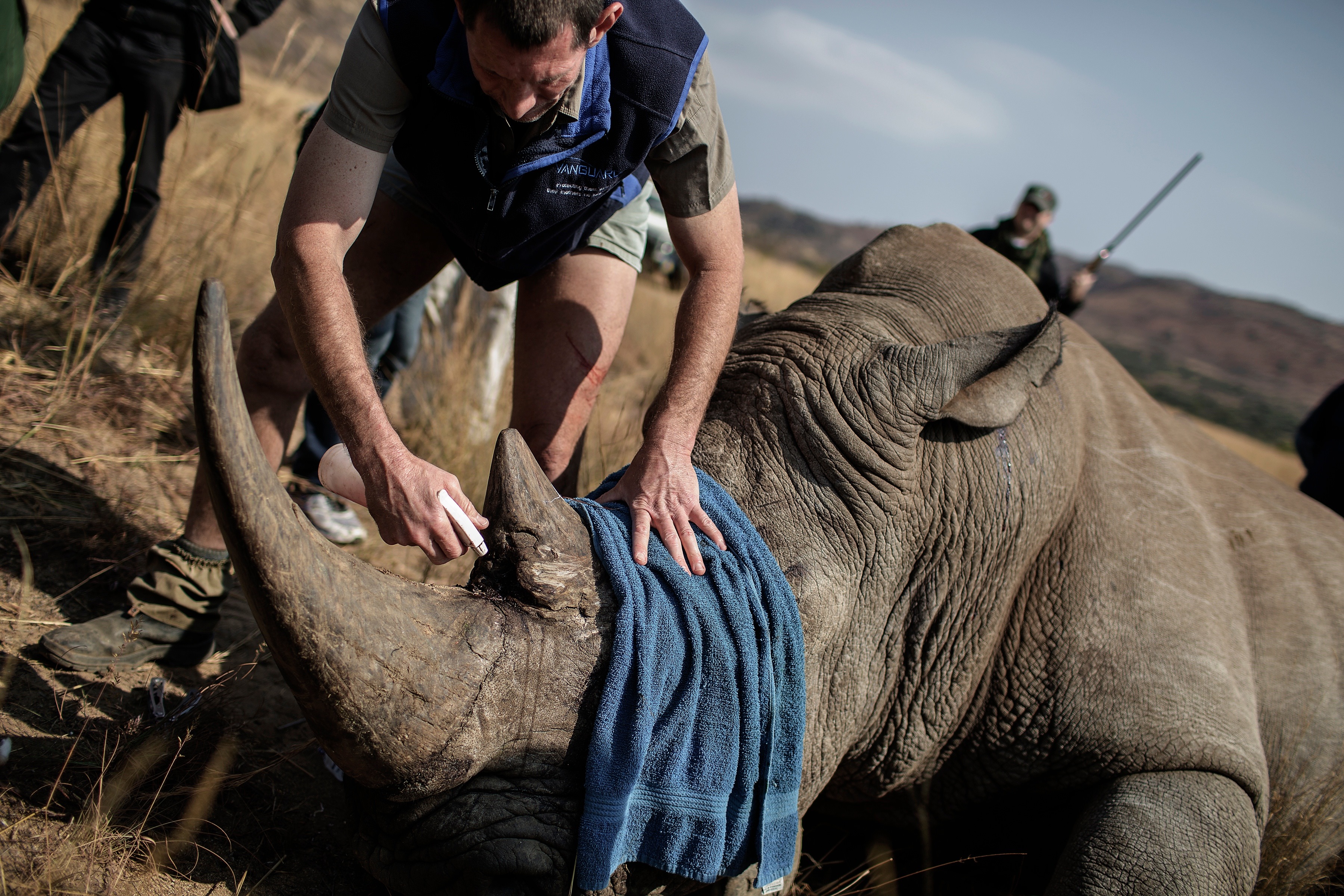 A vet attends to a tranquilized rhino, which will be microchipped during an operation on Sept. 19, 2016, at the Pilanesberg National Park in the North West province, in South Africa. Rhino populations are threatened by poaching to feed China's voracious demand for rhino horn (AFP/Getty Images)