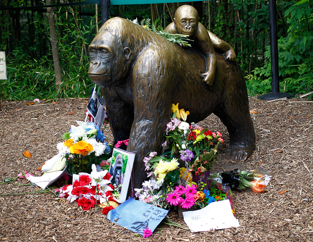 Flowers lay around a bronze statue of a gorilla and her baby outside the Cincinnati Zoo's Gorilla World exhibit days after a 3-year-old boy fell into the moat and officials were forced to kill Harambe, a 17-year-old Western lowland silverback gorilla June 2, 2016 in Cincinnati, Ohio. (John Sommers II—Getty Images)