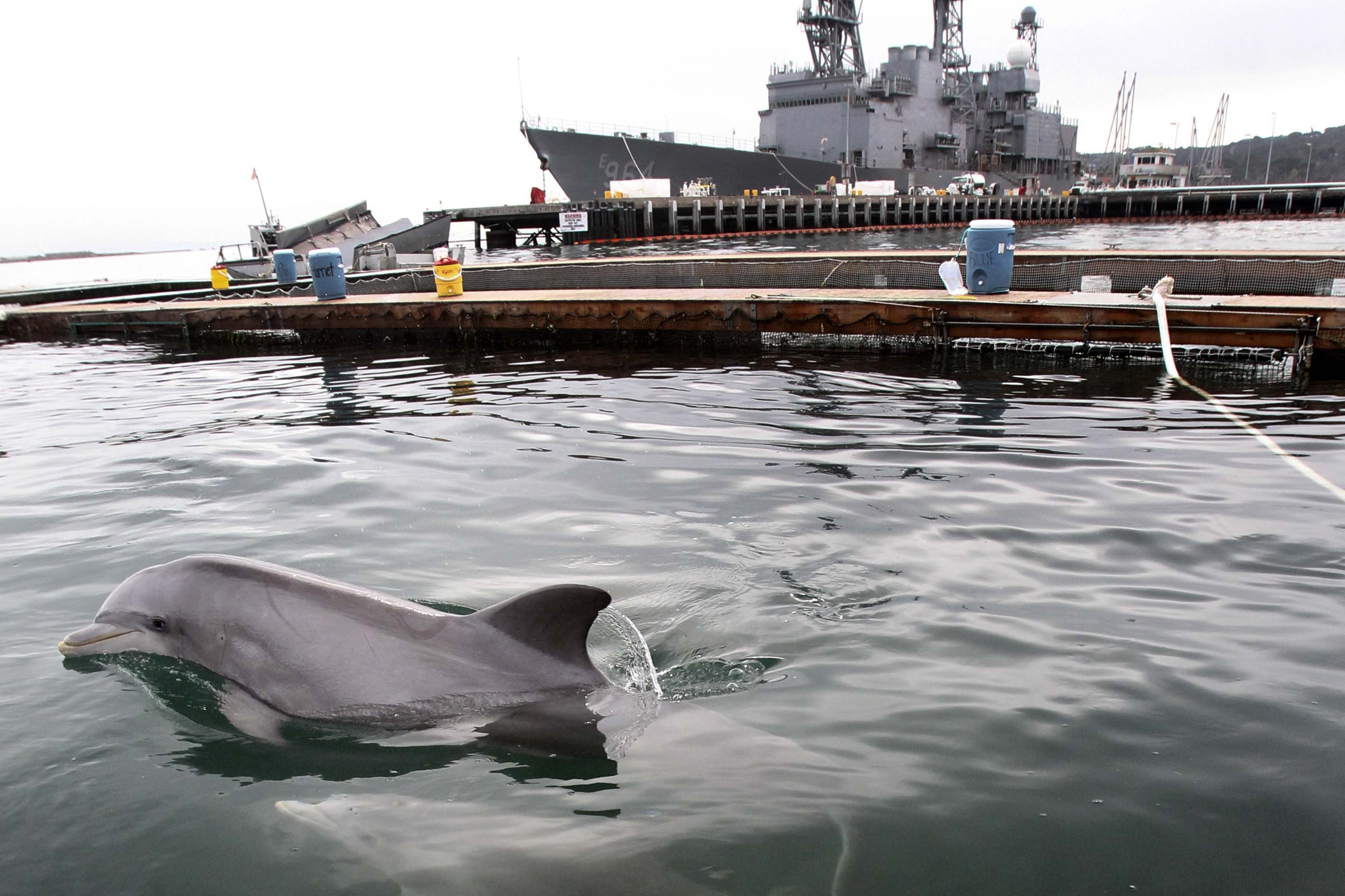 An adult and baby Atlantic bottlenose dolphin swim in one of the pens at the SPAWAR facility on Point Loma, Calif Nov. 29, 2012. (John Gibbins—AP)
