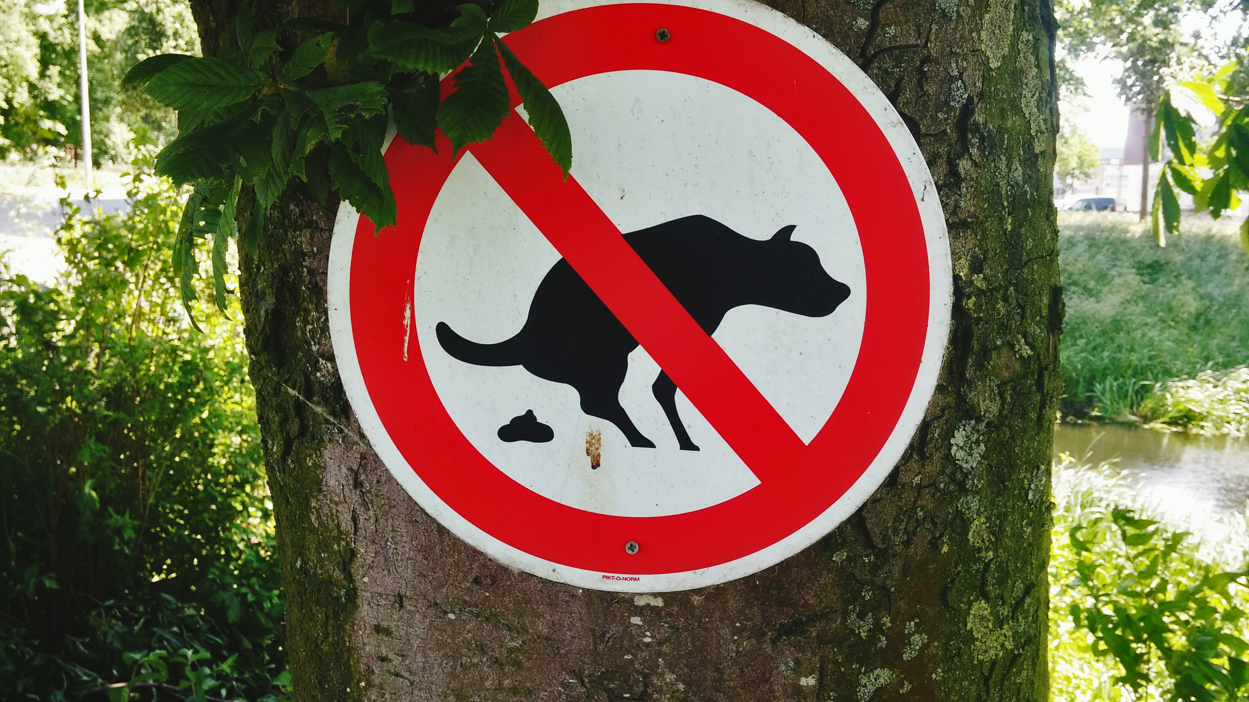 No Dog Feces Signboard On Tree Outdoors