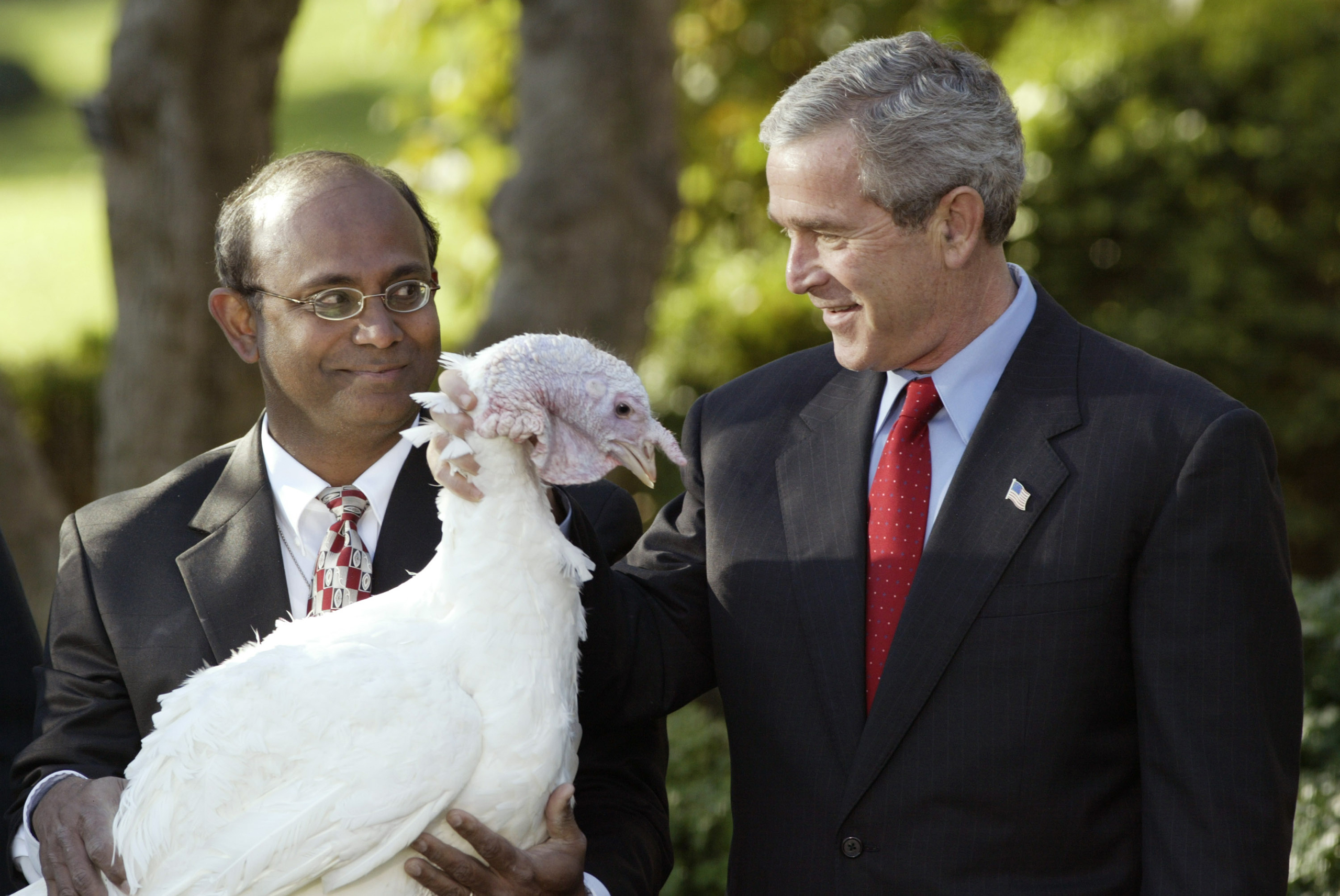 President George W. Bush pets Biscuits, the national Thanksgiving turkey  pardoned  during an annual ritual at the White House on Nov. 17, 2004.
