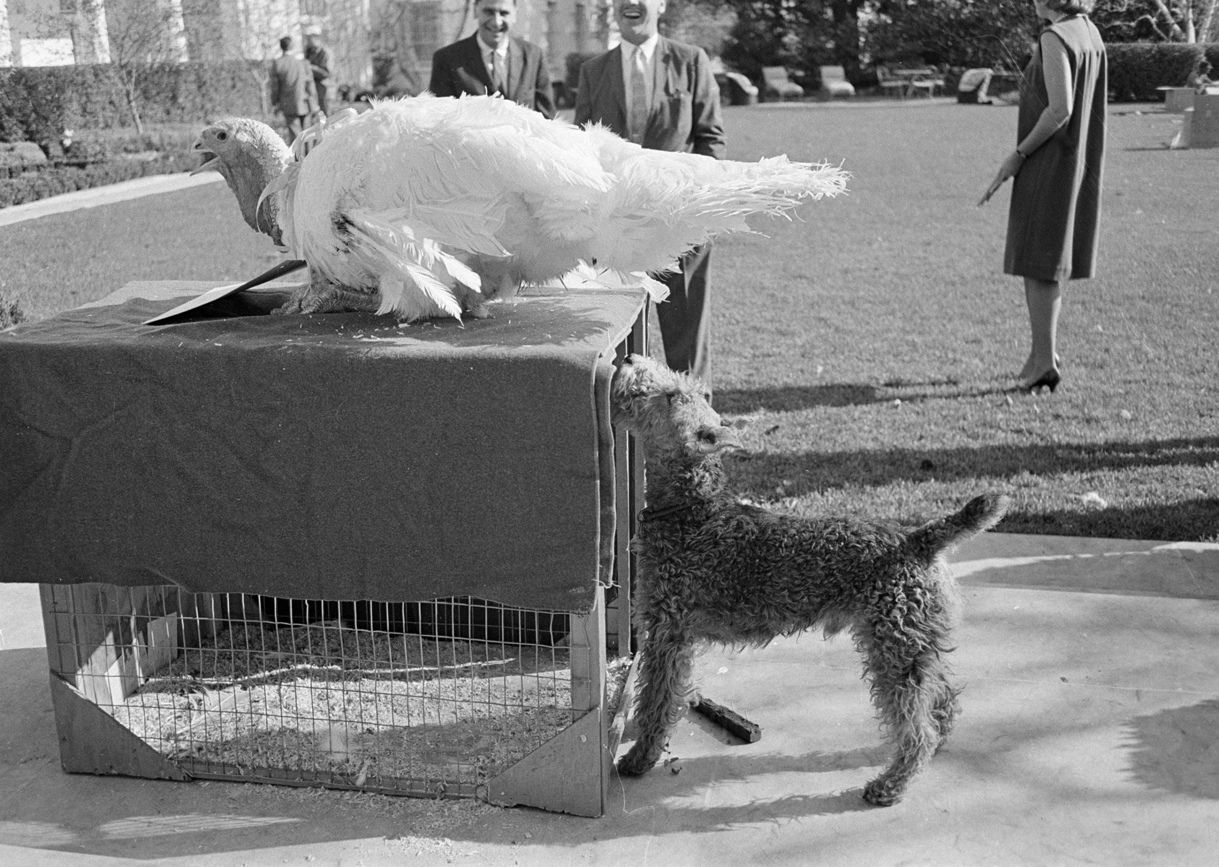 Kennedy Dog Thanksgiving Ceremony