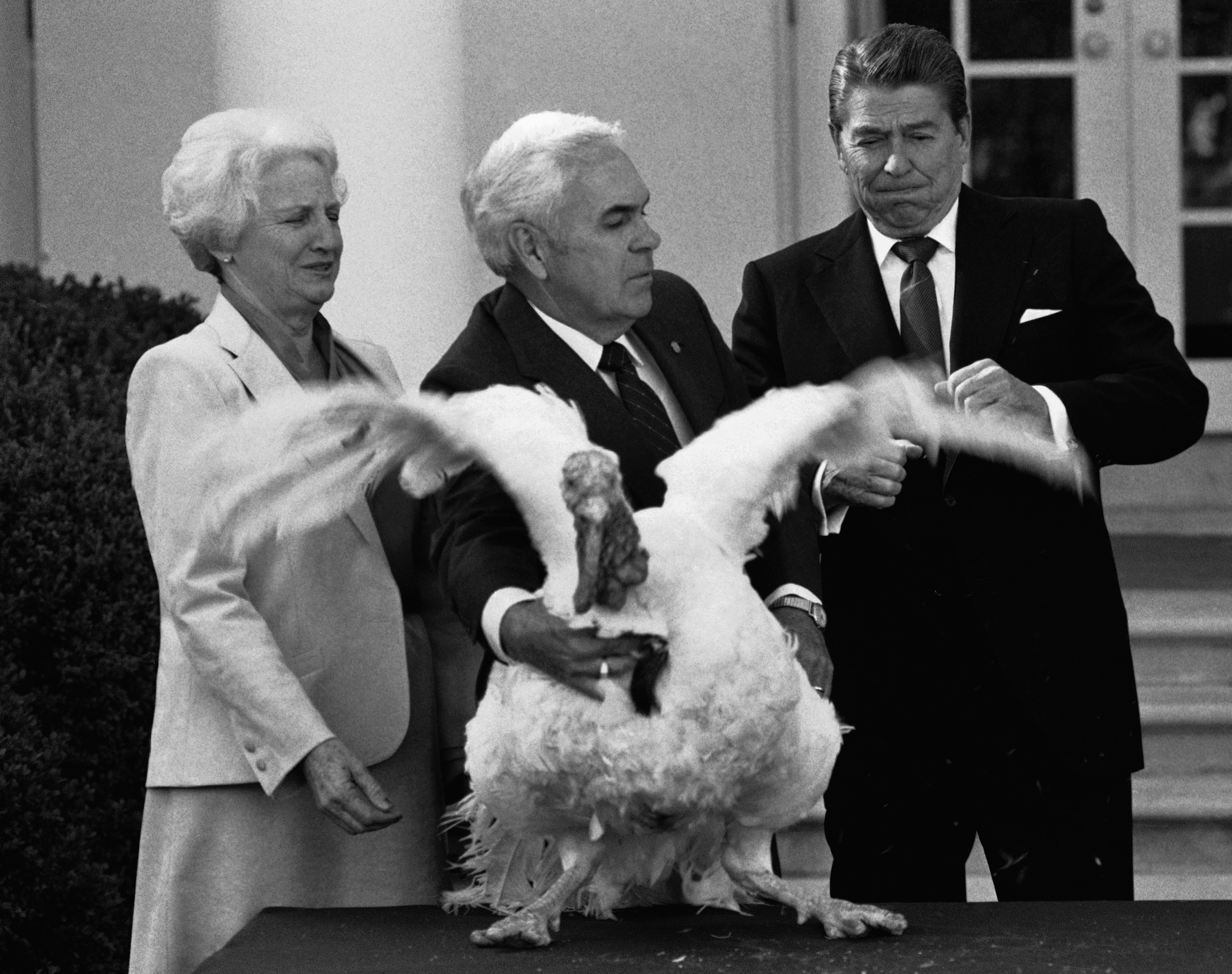 President Ronald Reagan seems startled as John Hendrick, President of the National Turkey Federation, presents him with the annual Thanksgiving turkey at the White House on Nov. 16, 1984.