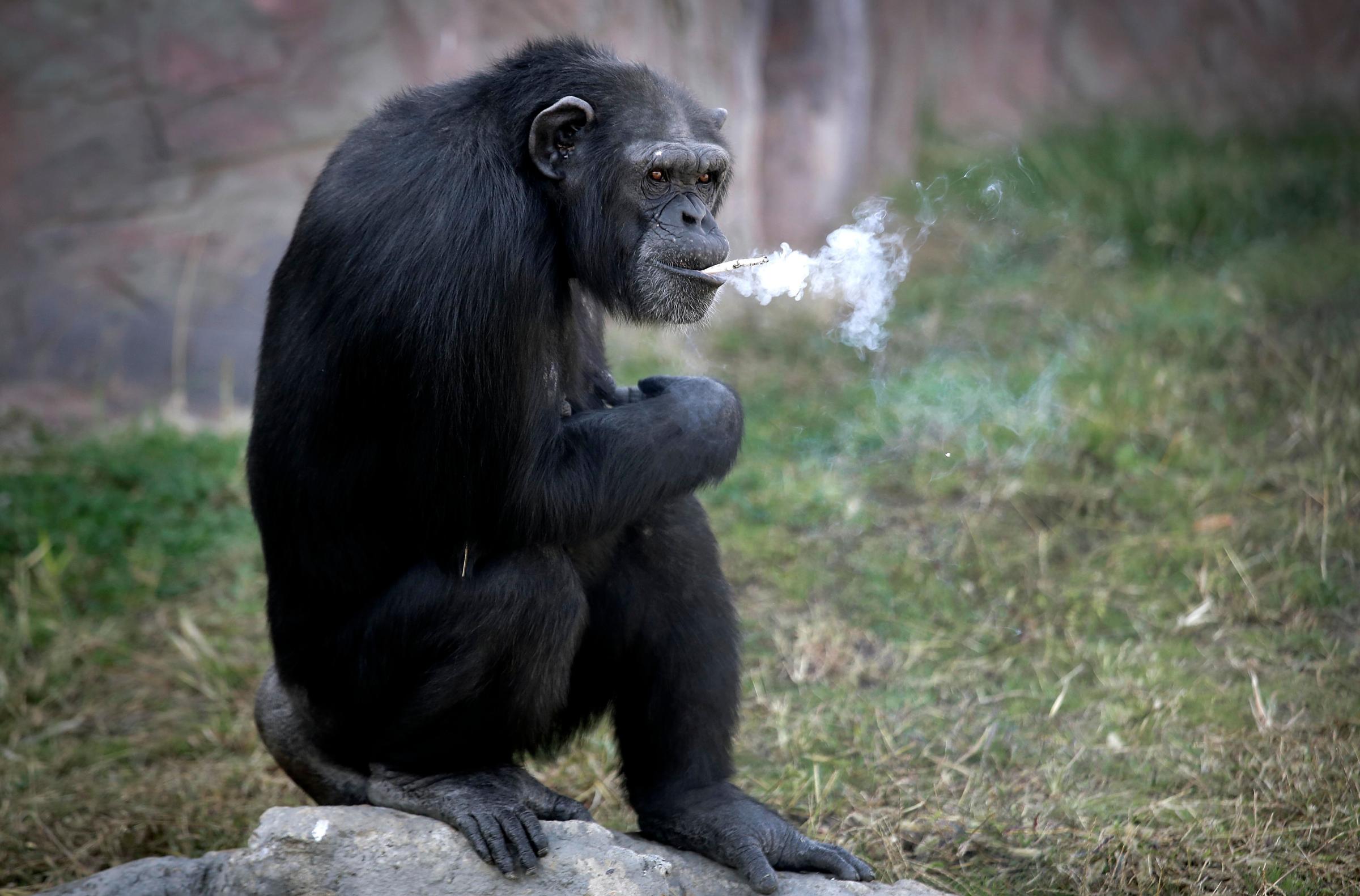 Azalea, a 19-year-old female chimpanzee whose Korean name is "Dallae," smokes a cigarette at the Central Zoo in Pyongyang, North Korea, on Oct. 19, 2016.
