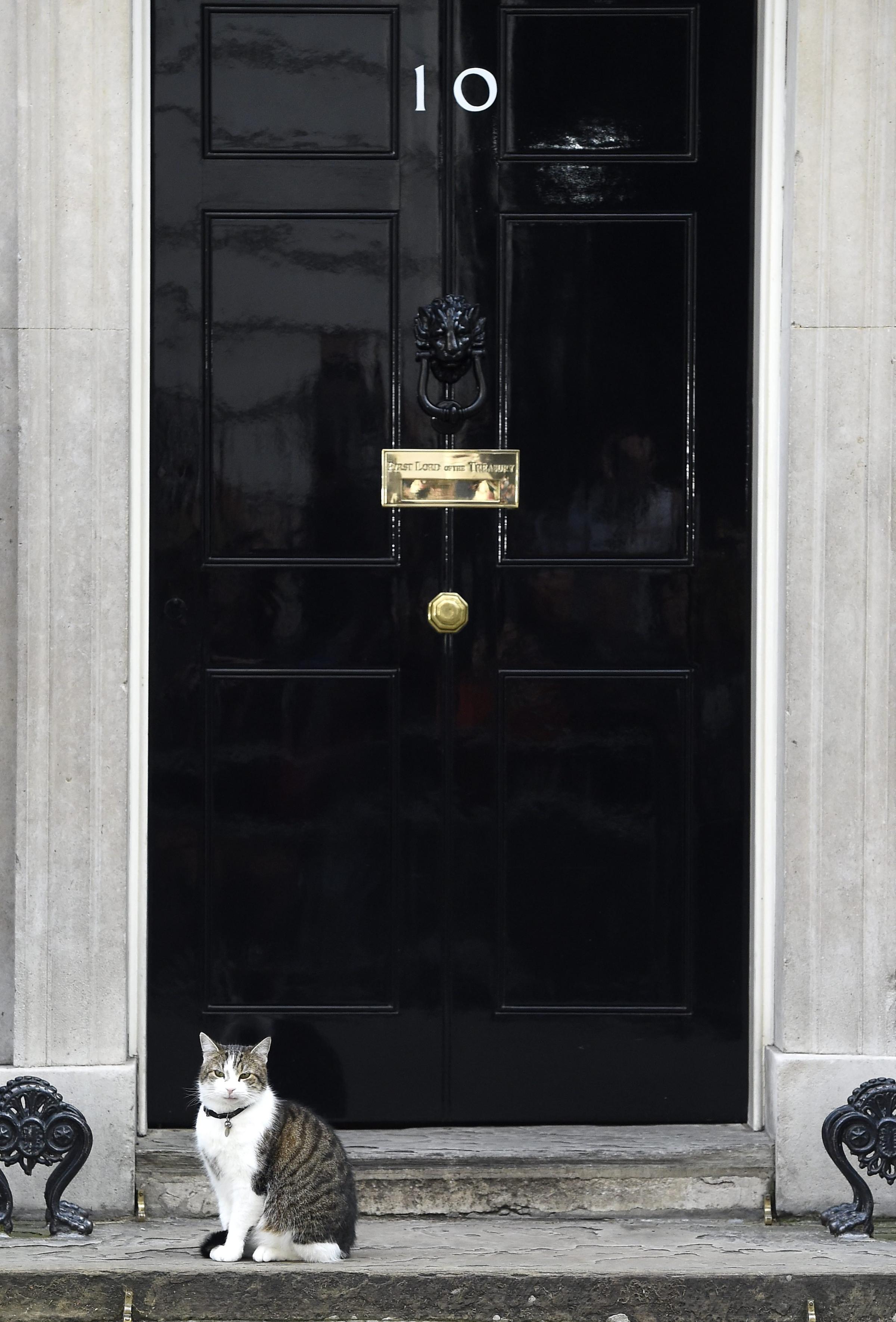 Larry, The Downing Street Cat, stands outside N10 Downing Street in London, on June 24, 2016.