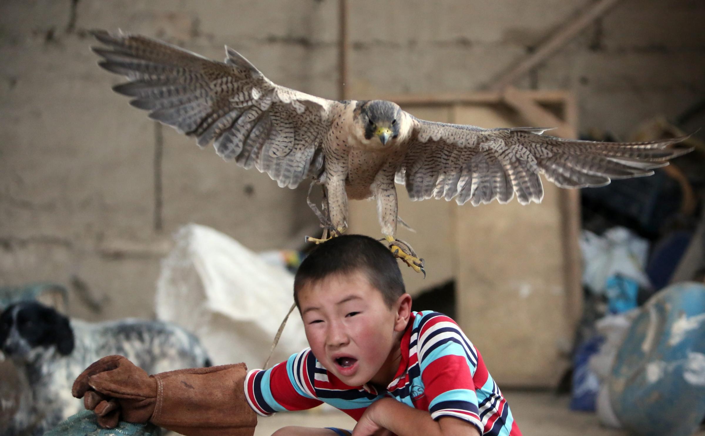 Azat Shajbyrov reacts with a baby falcon on his head in the village of Bokonbaevo, Issyk-Kul area, Kyrgyzstan, on June 22, 2016.