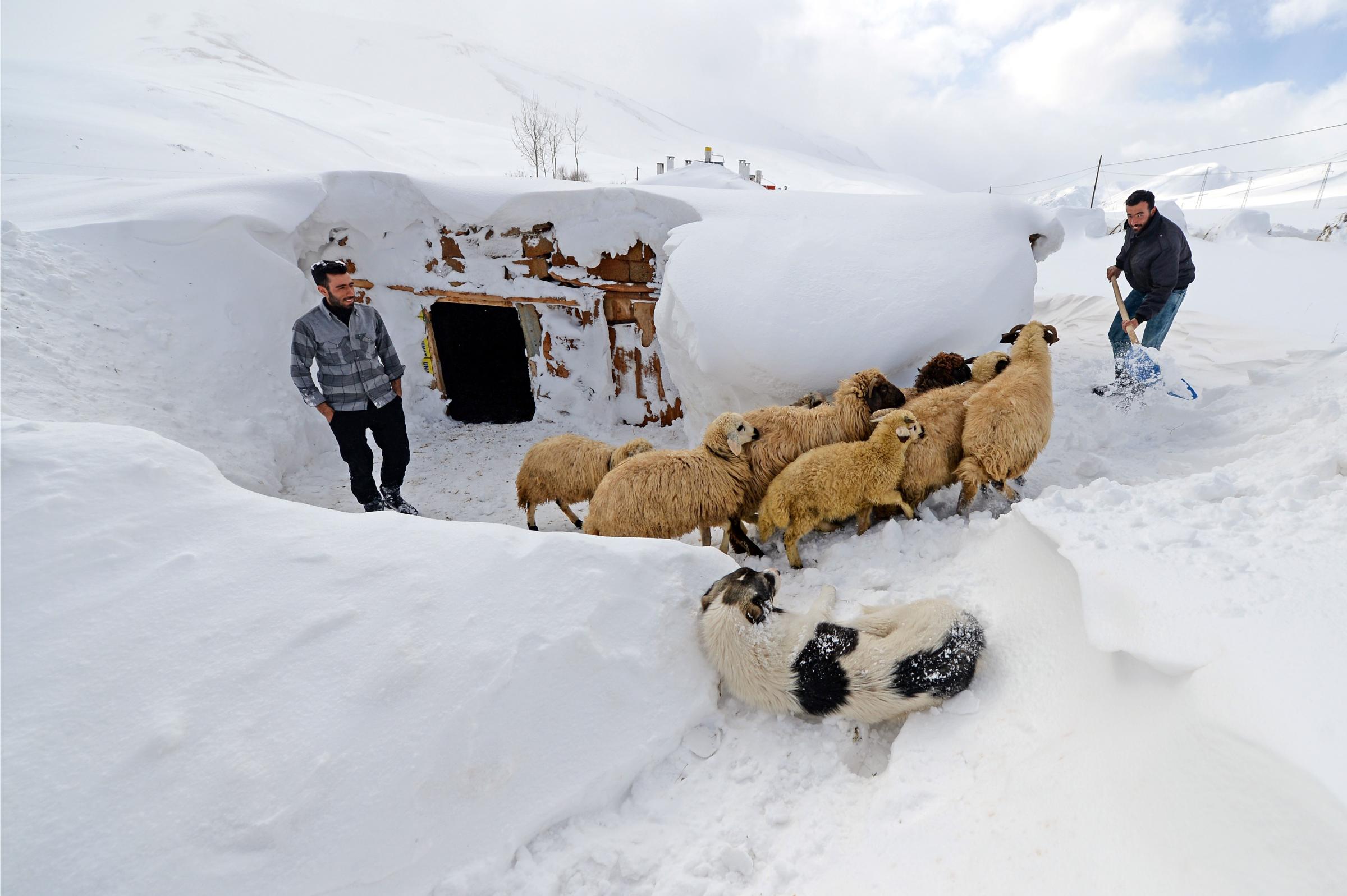 A man, whose house is covered with snow because of a night long heavy snowfall, tries to clear the path in front of his barn in the Gorentas neighborhood of Catak District in Van, Turkey, on Jan. 21, 2016.