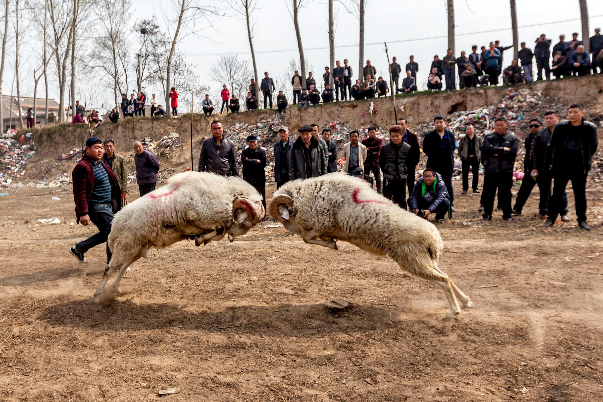 Villagers gather to watch two sheep fighting in a sheep competition during a temple fair at Lihejing Village in Hua County, China, on March 22, 2016.