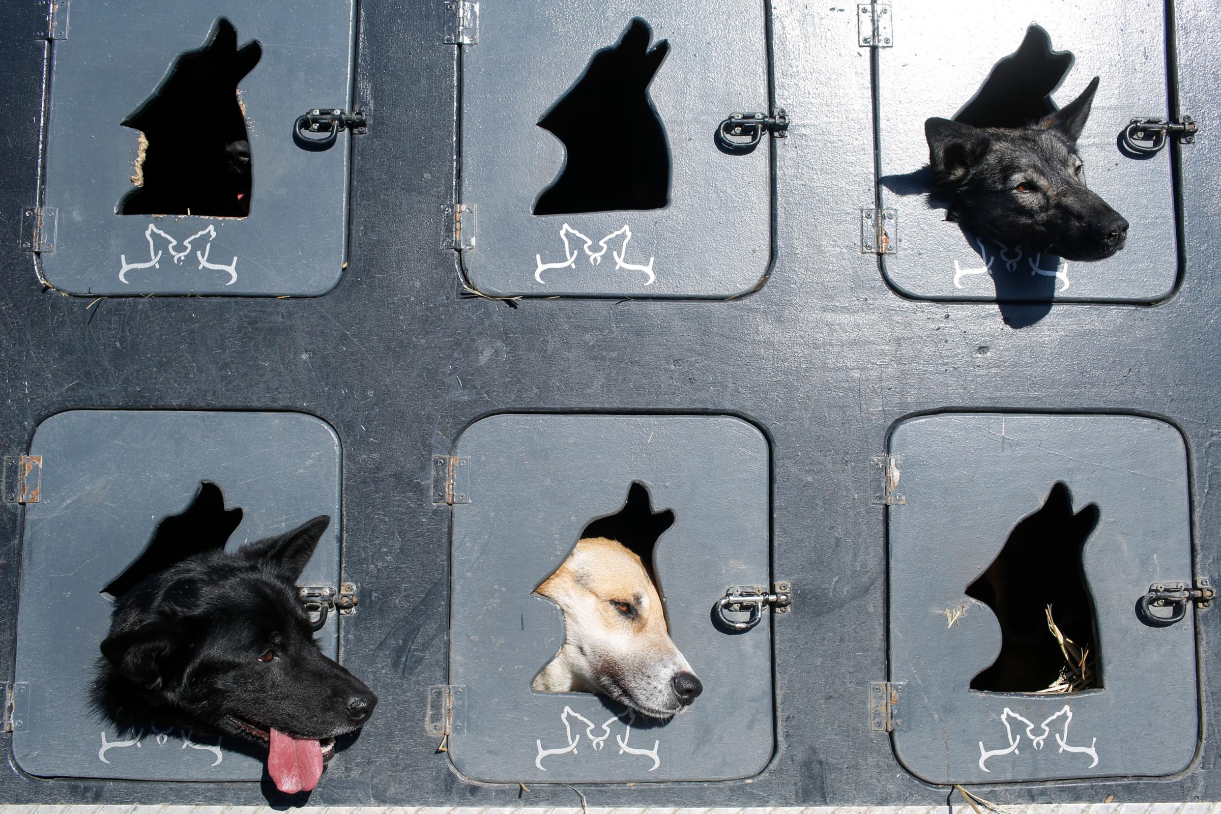 Musher Justin Savidis' dogs wait in the truck before the restart of the Iditarod Trail Sled Dog Race in Willow, Alaska, on March 6, 2016.