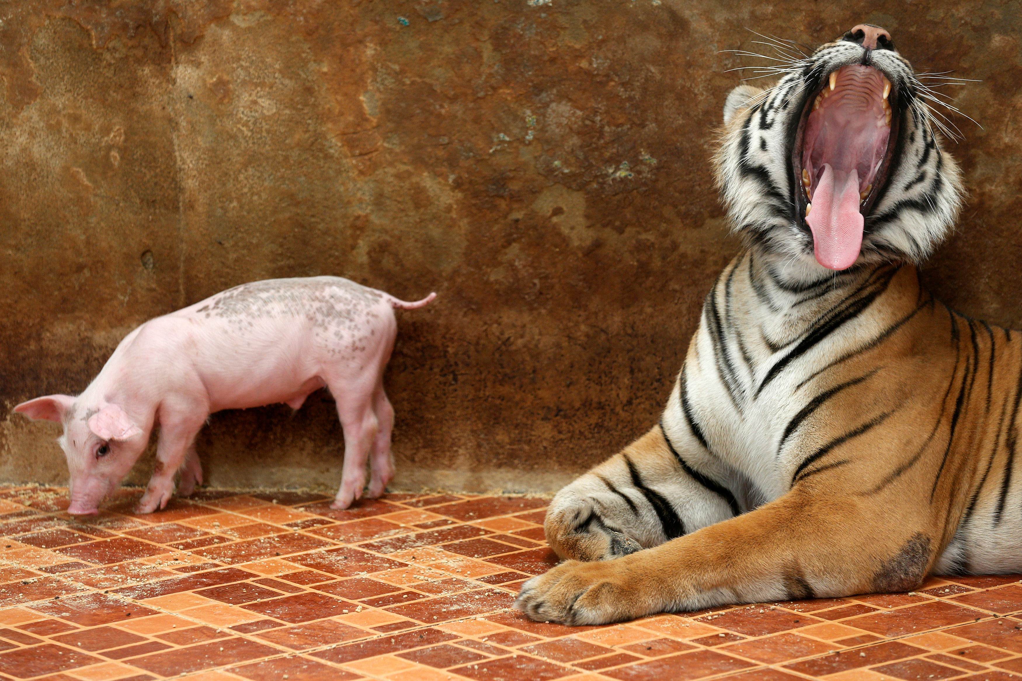 A tiger yawns next to a piglet at the Sriracha Tiger Zoo, in Chonburi province, Thailand, on June 7, 2016.
