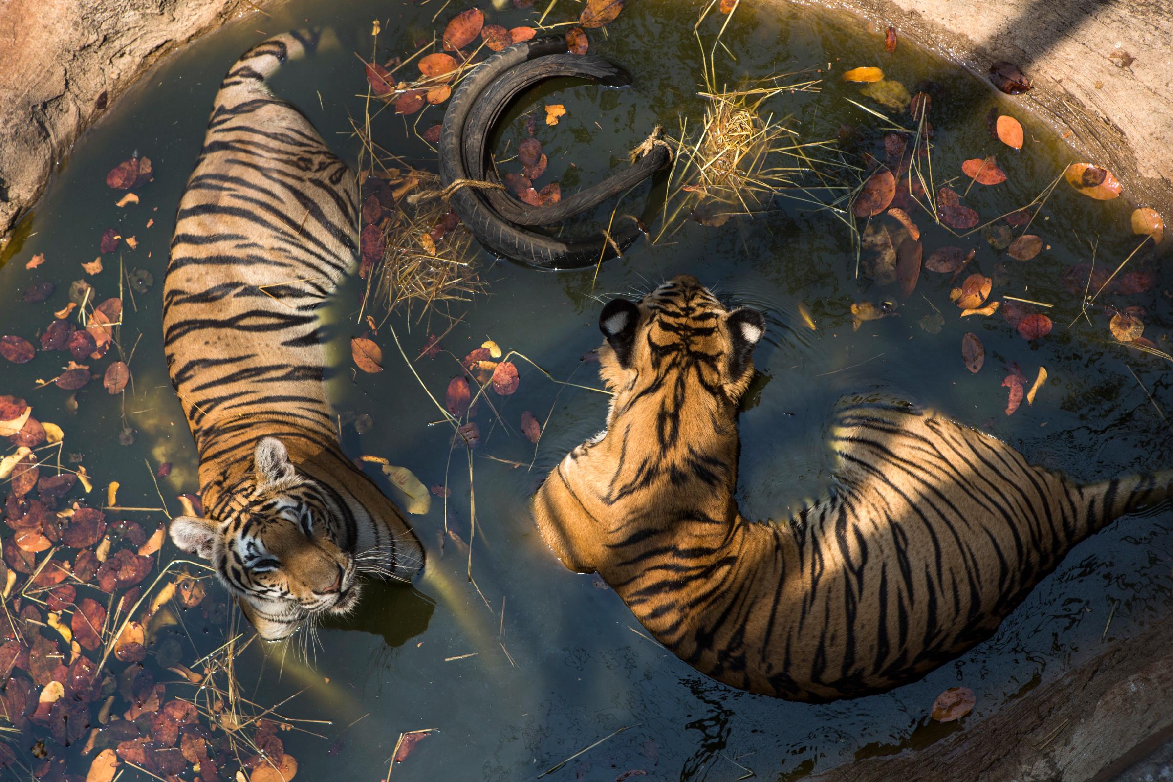 A pair of tigers soak in a shallow pool at Tiger Temple, a Buddhist monastery where paying visitors can interact with young adult tigers, in Kanchanaburi, Thailand, on March 16, 2016.