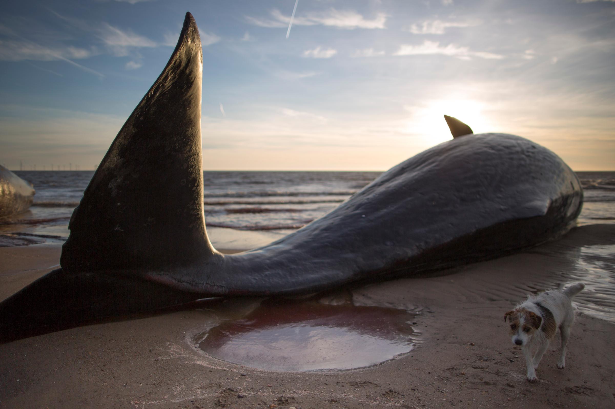 One of three Sperm Whales, which were found washed ashore, lays on a beach in Skegness, England, on Jan. 25, 2016.