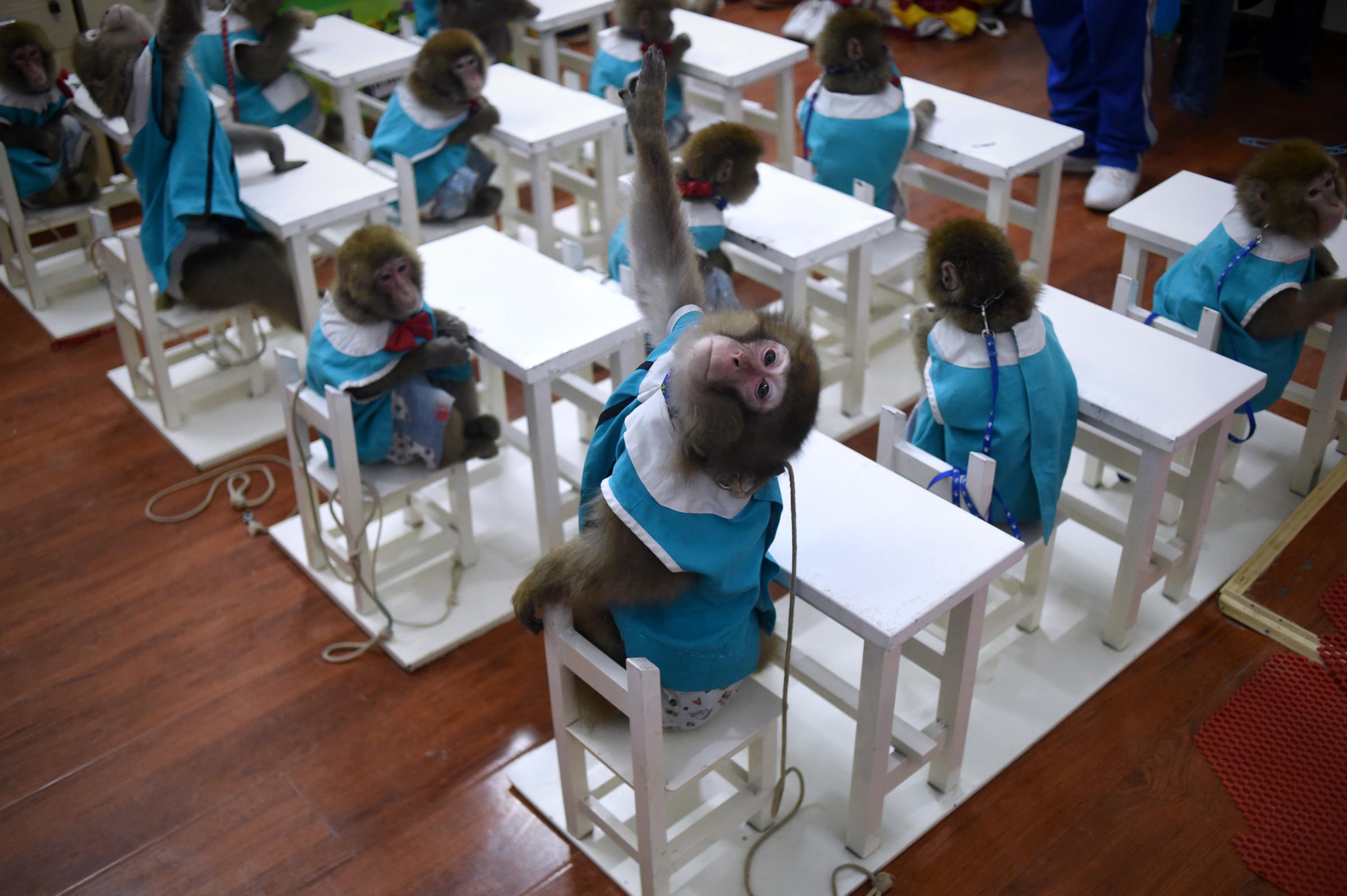 A monkey raises its hand in class at a monkey training school in a zoo in Dongying, China, on Jan. 26, 2016.