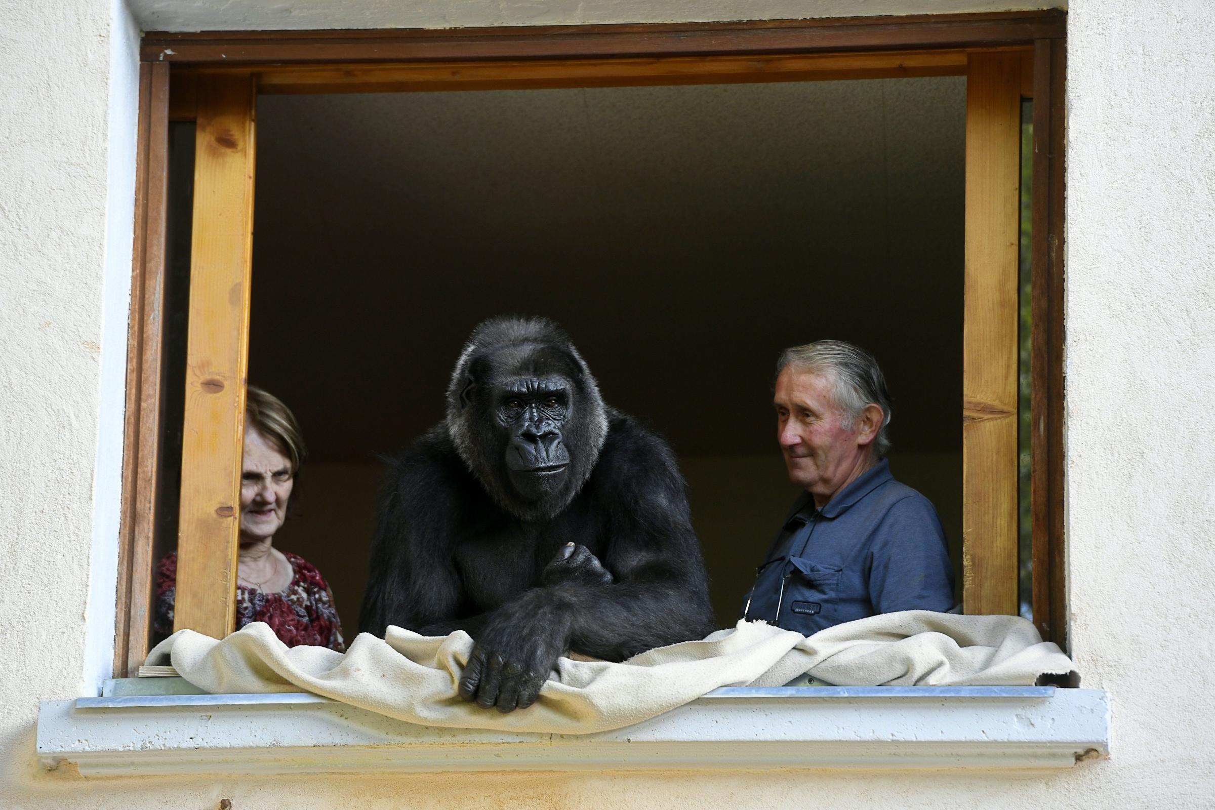 Pierre Thivillon, right, director of the zoological park of Saint-Martin-La-Plaine and his wife Eliane look at Digit, an 18-year-old female gorilla in Saint-Martin-La-Plaine, France, on Aug. 19, 2016.