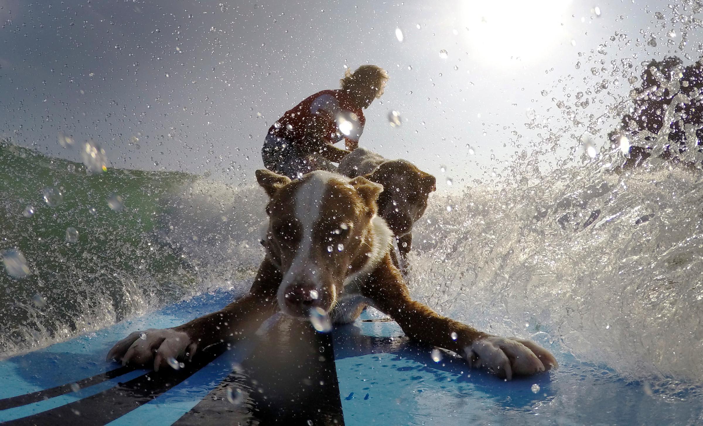 Australian dog trainer and former surfing champion Chris de Aboitiz rides a wave with his dogs Rama and Millie off Sydney's Palm Beach, Australia, on Feb. 18, 2016.