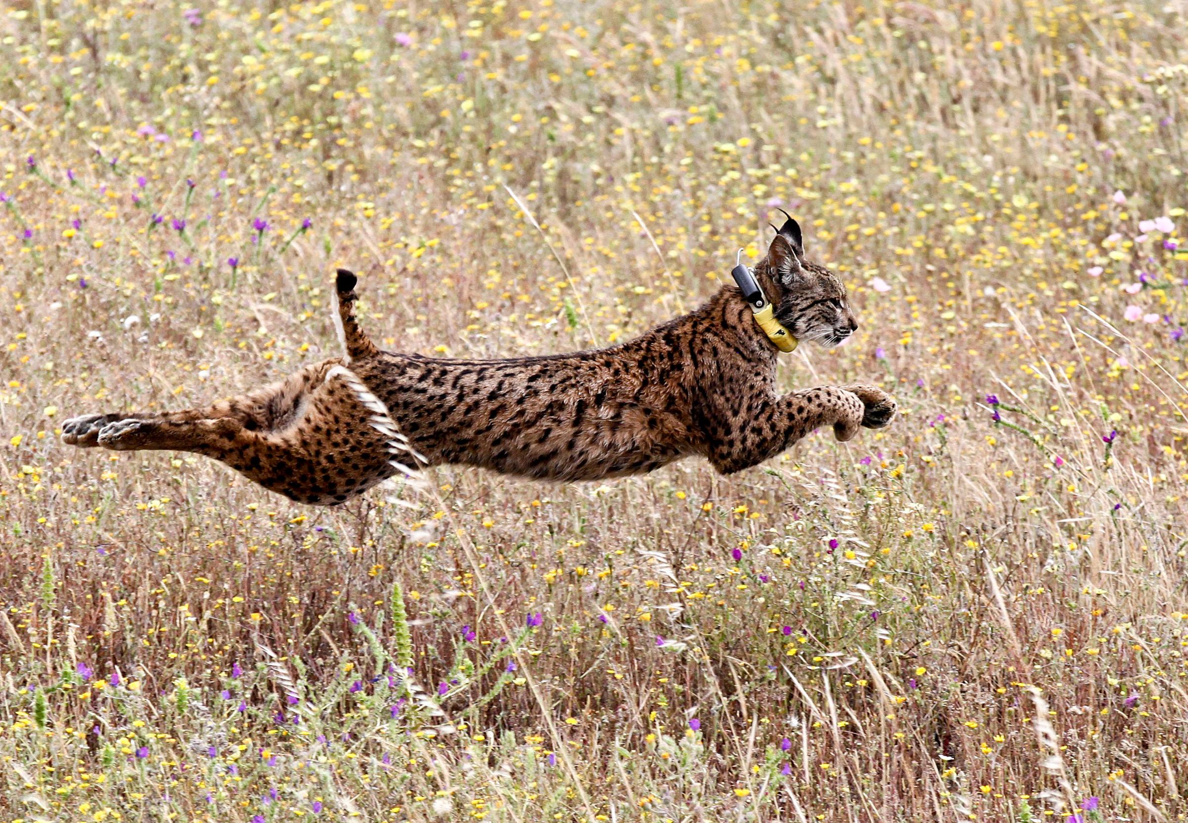 A Iberian lynx named Mistral jumps in a field after being released by Portugal's Minister of Environment Joao Matos Fernandes and others in the Mount Milhouro region in Mertola, Portugal, on May 13, 2016.