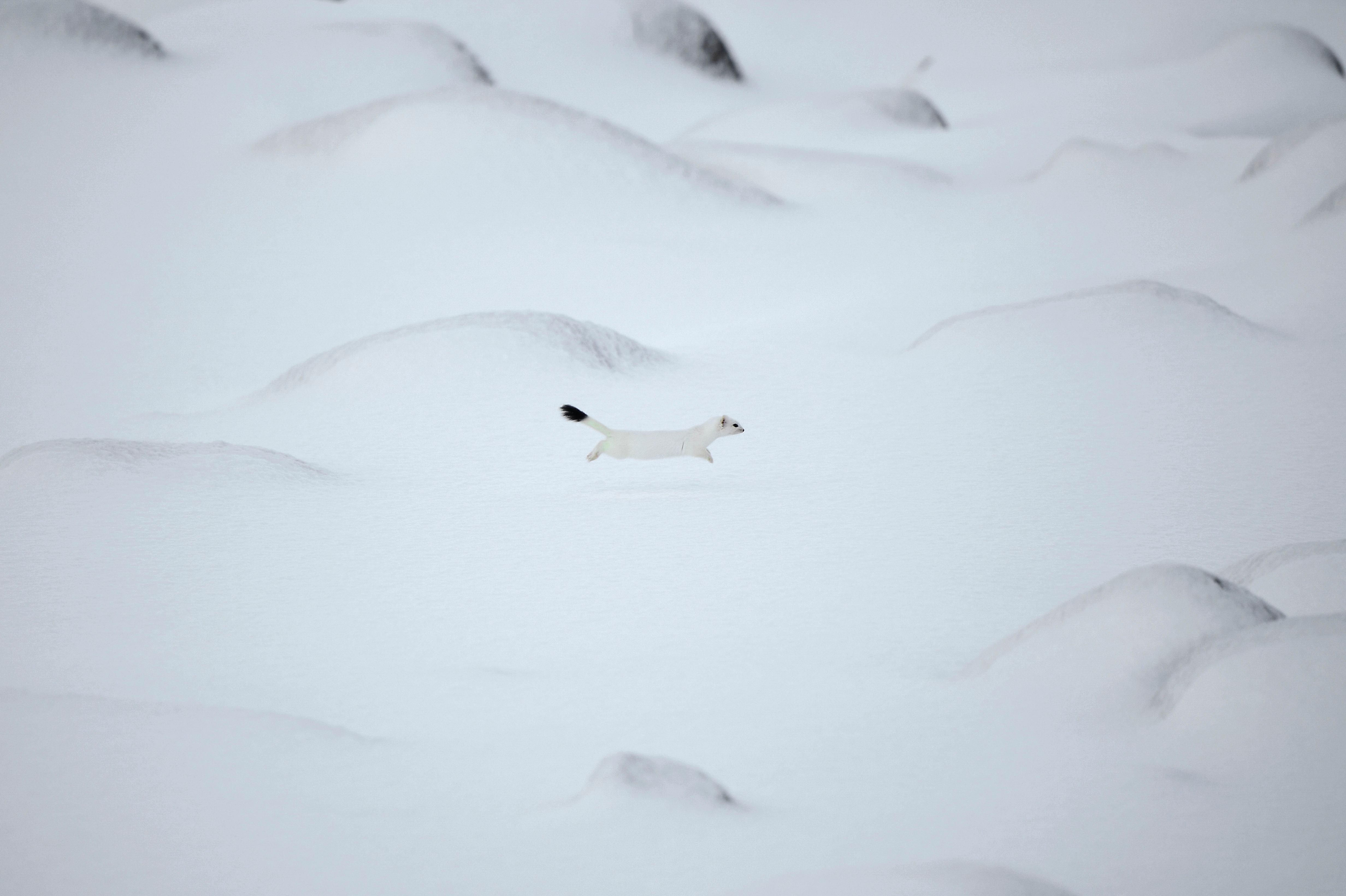 An arctic weasel runs on the snowy beach of Unstad, Lofoten Island, in the Arctic Circle, on March 8, 2016.